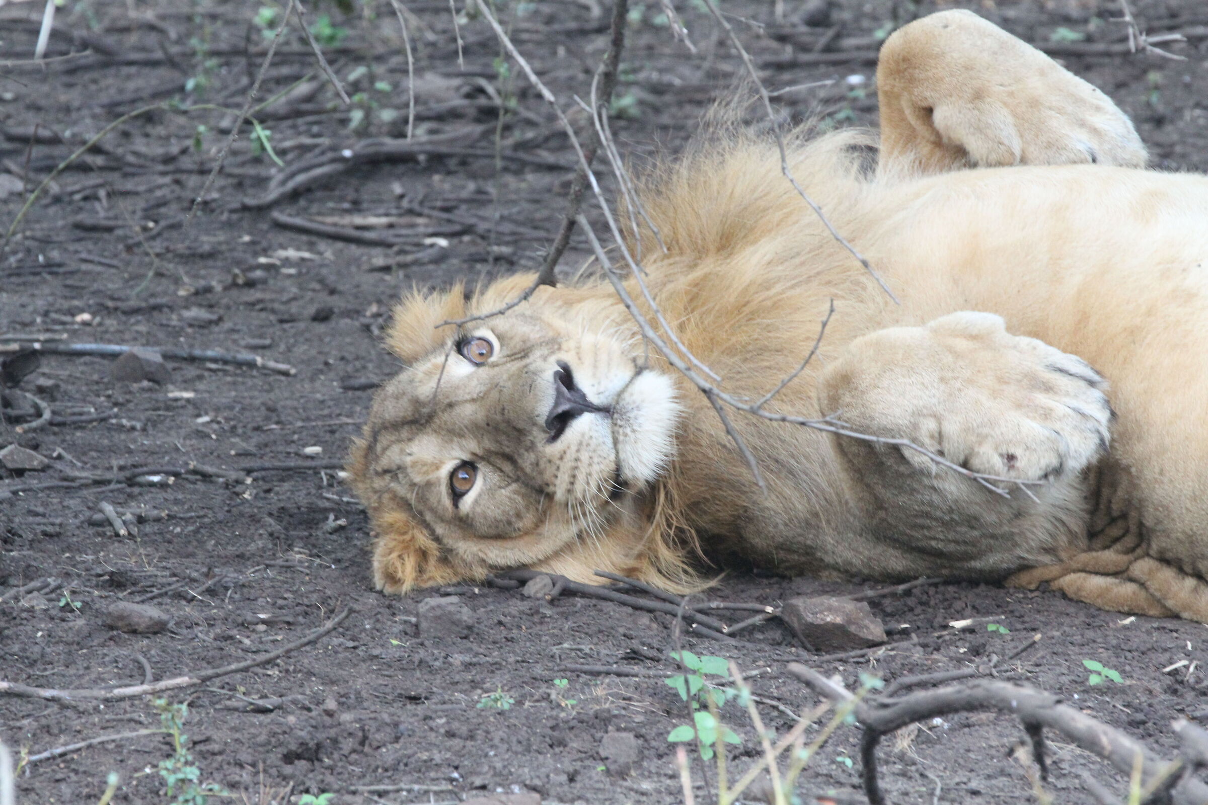 Leone asiatico (Panthera leo persica)