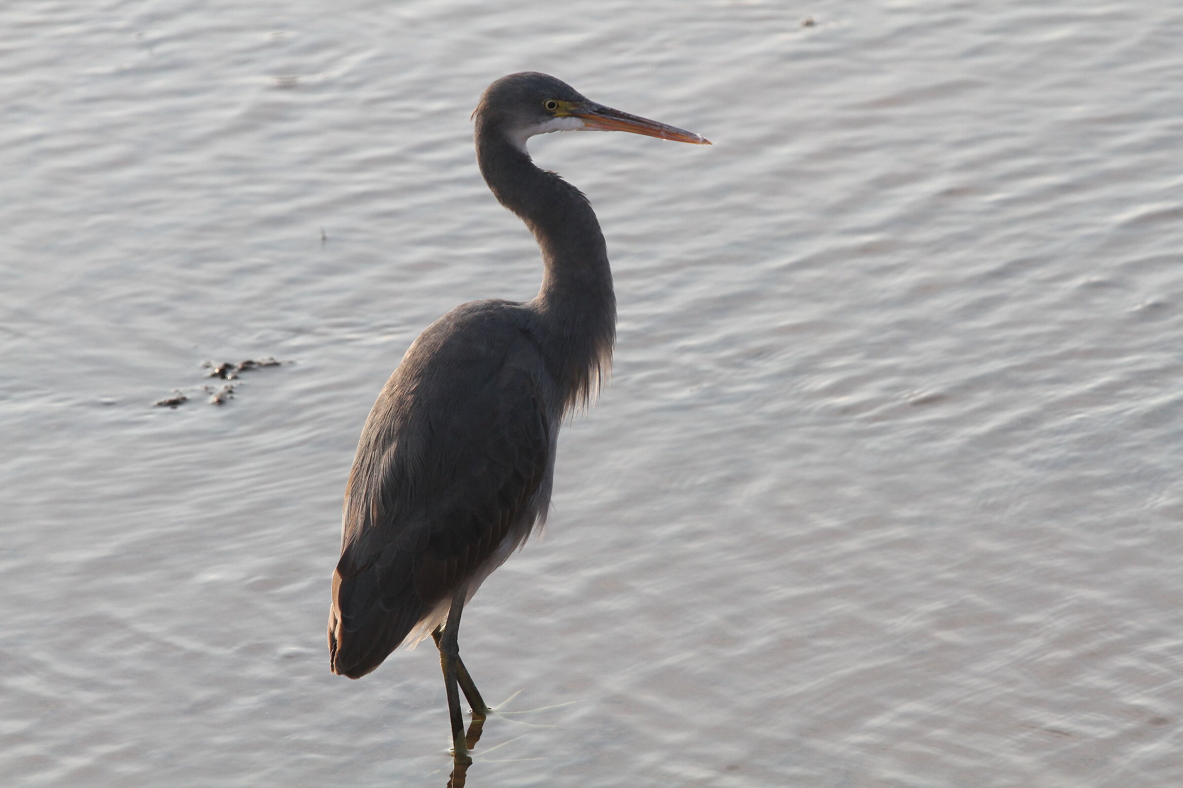 Airone blu del Reef (Egretta gularis)
