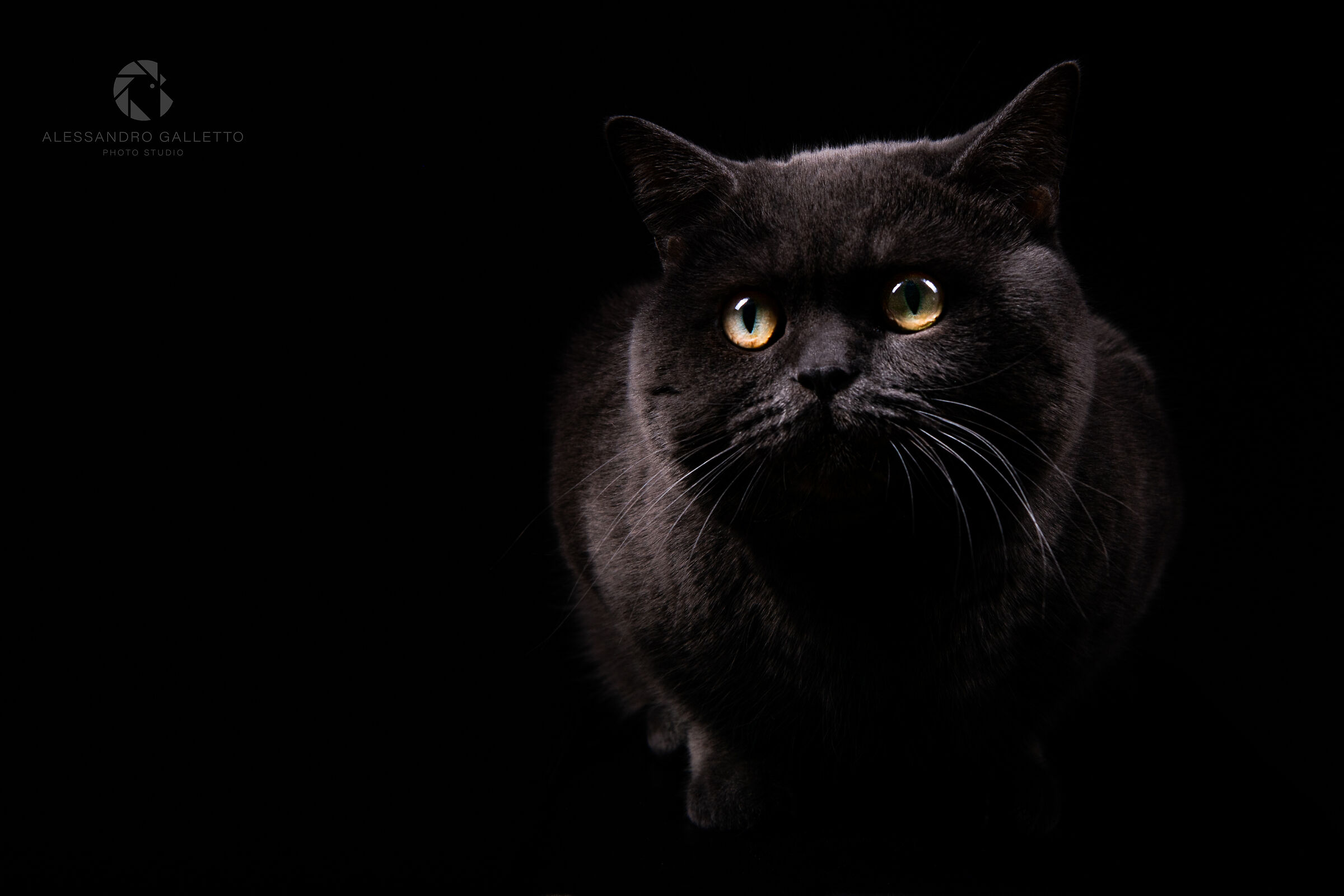 My Grey Panther