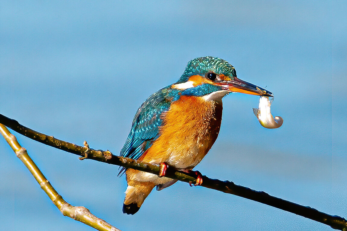 Martin Pescatore Femmina con boccone