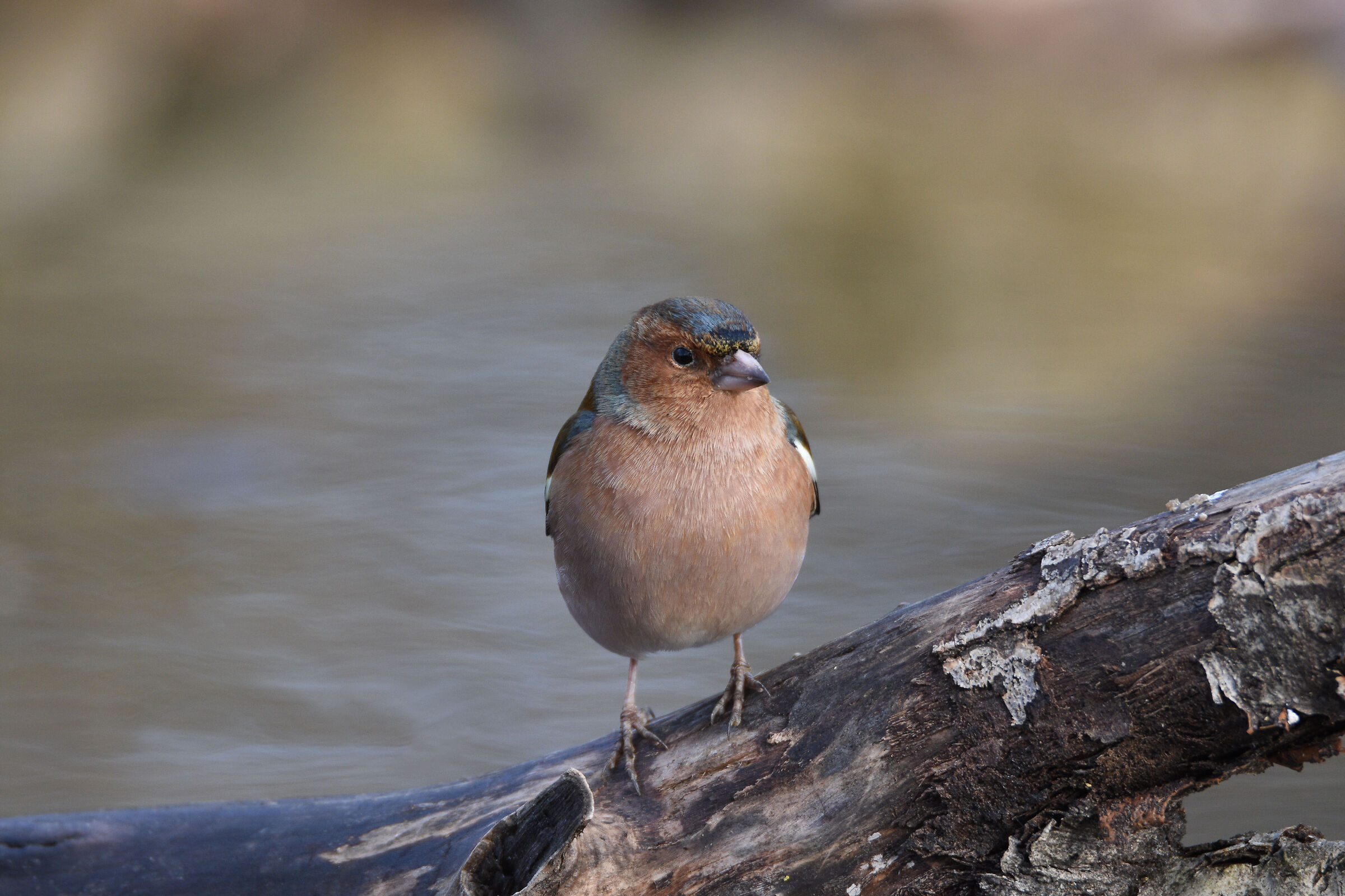 Fringuello alla Piana