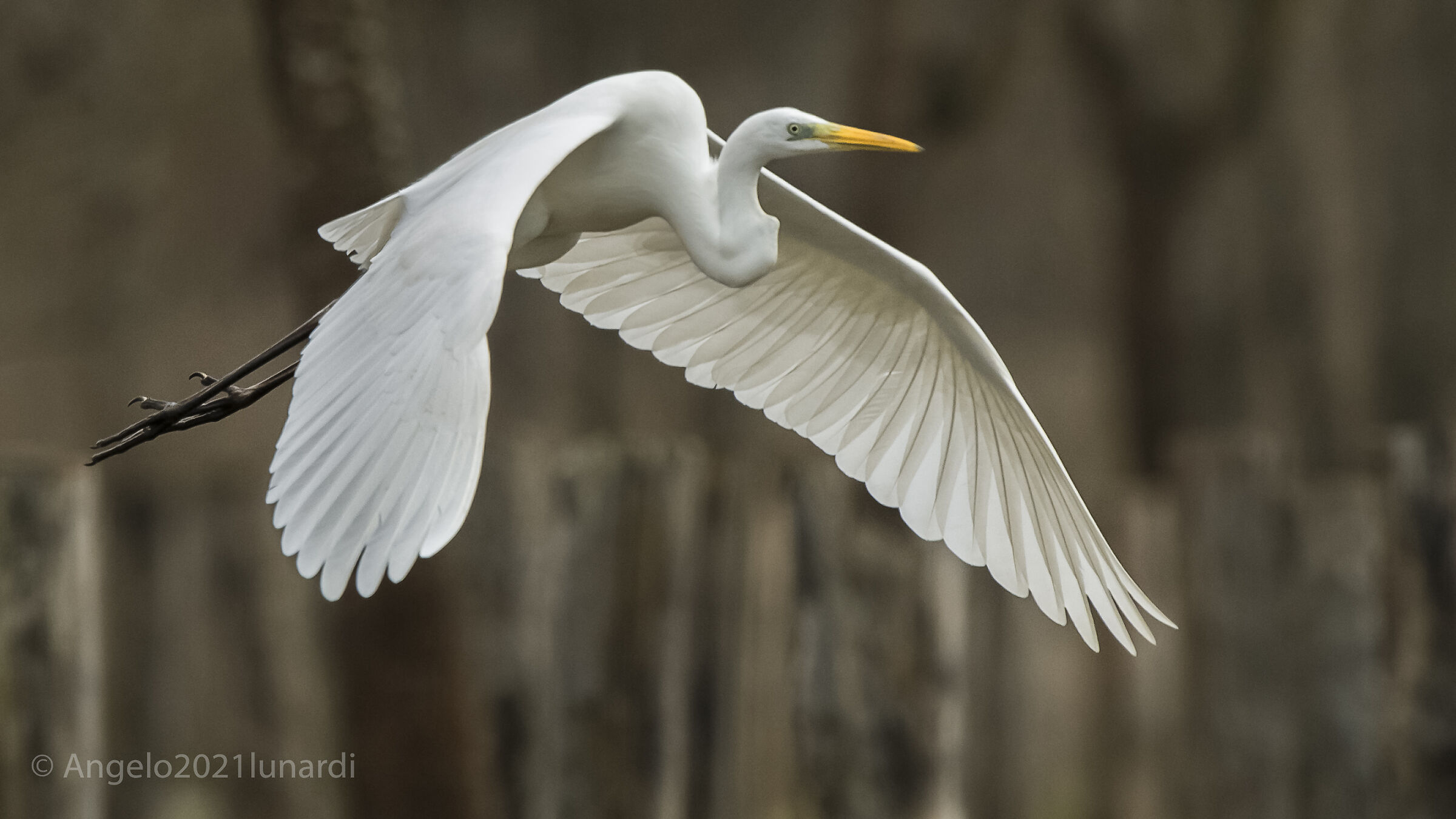 Airone Bianco maggiore