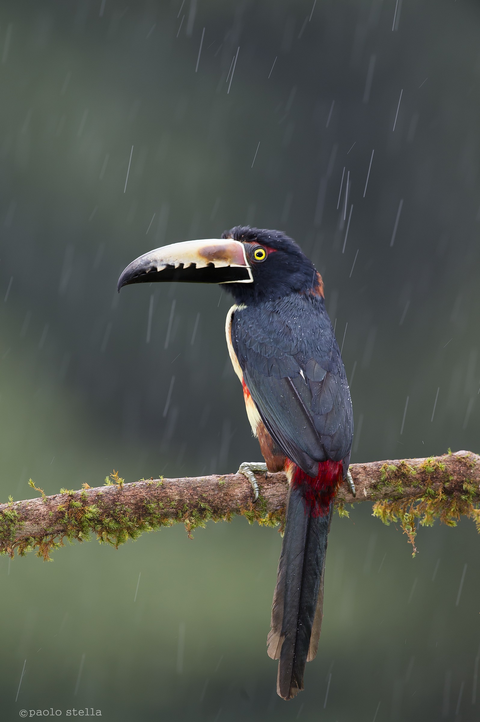 Collared Aracari under the rain