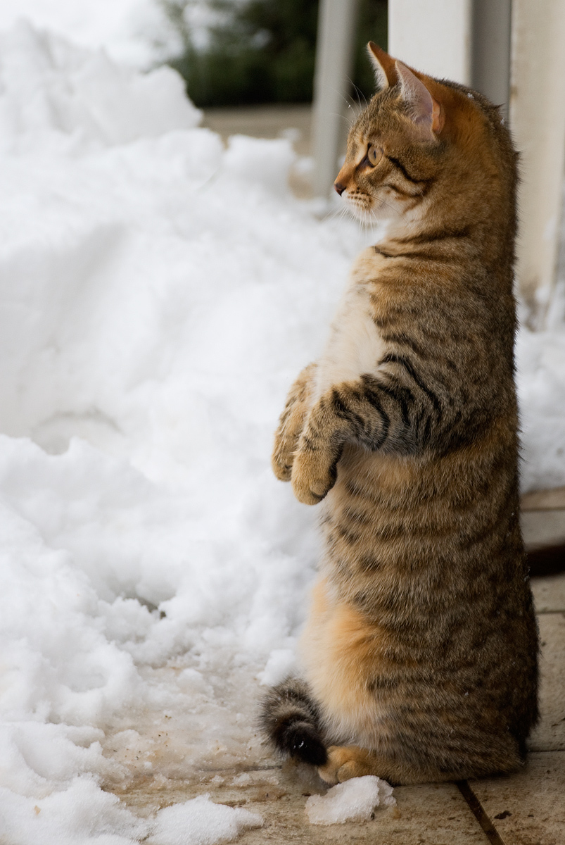 feline or suricate ...?