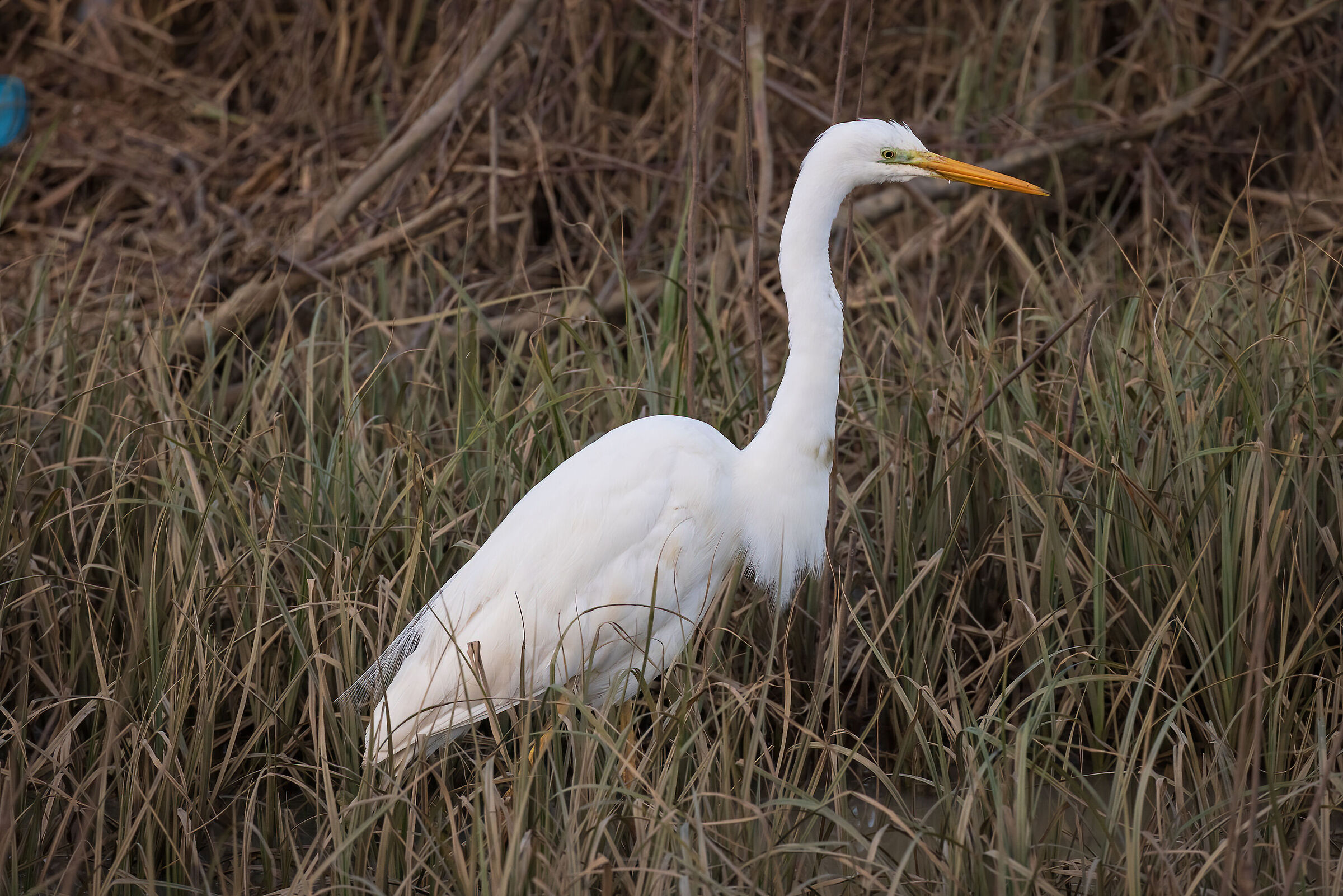 Major White Heron