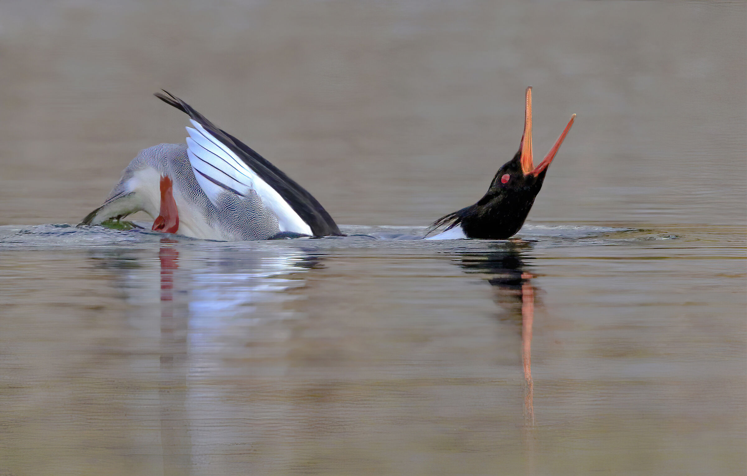 danza nell'acqua, smergo minore mascho