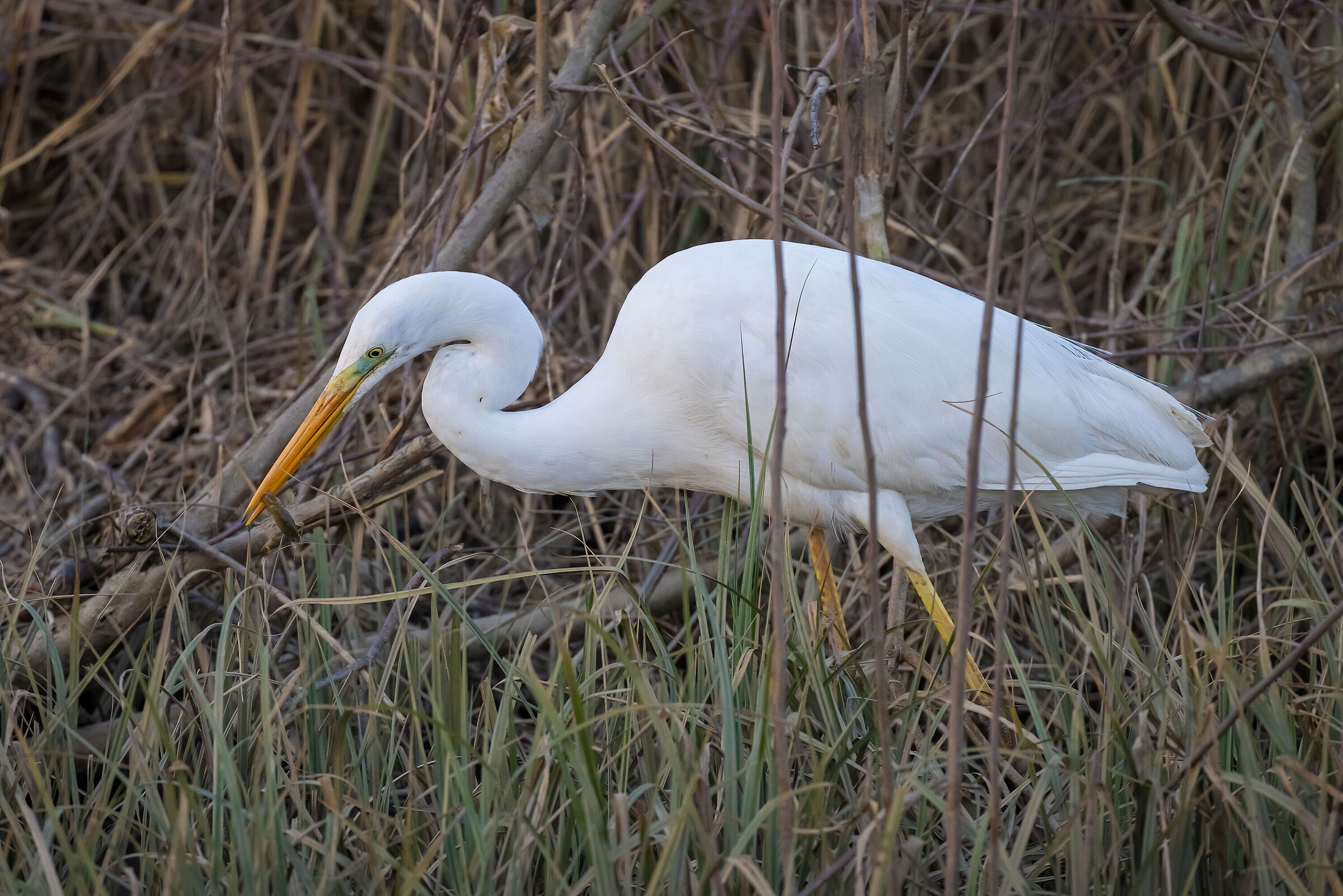 Major White Heron