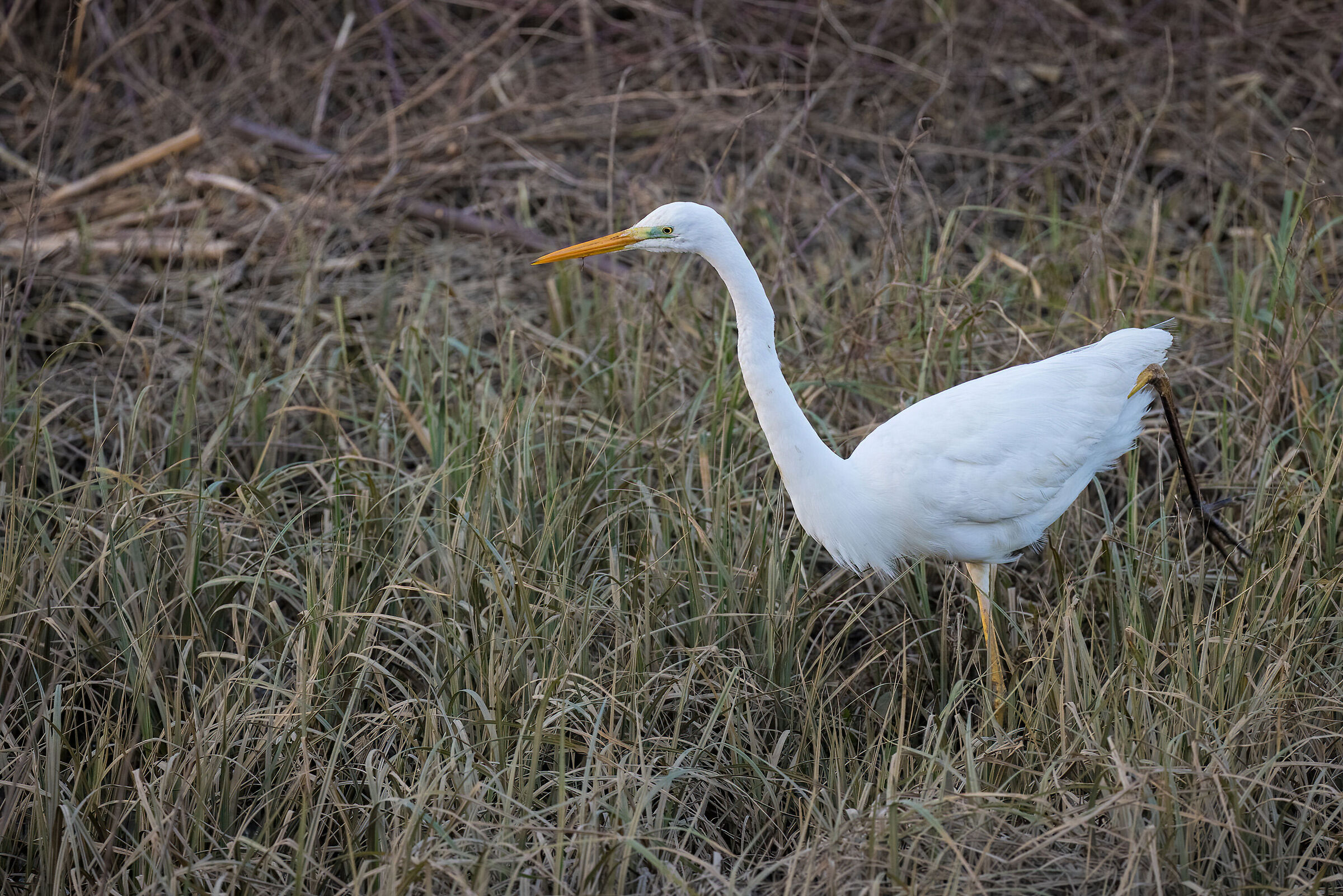 Major White Heron