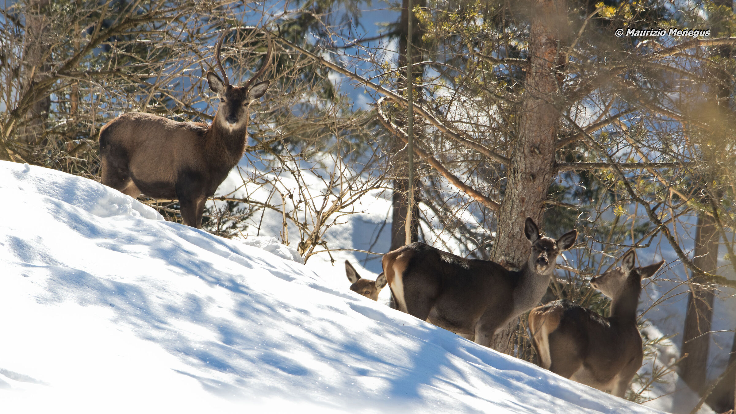 Cervi a febbraio