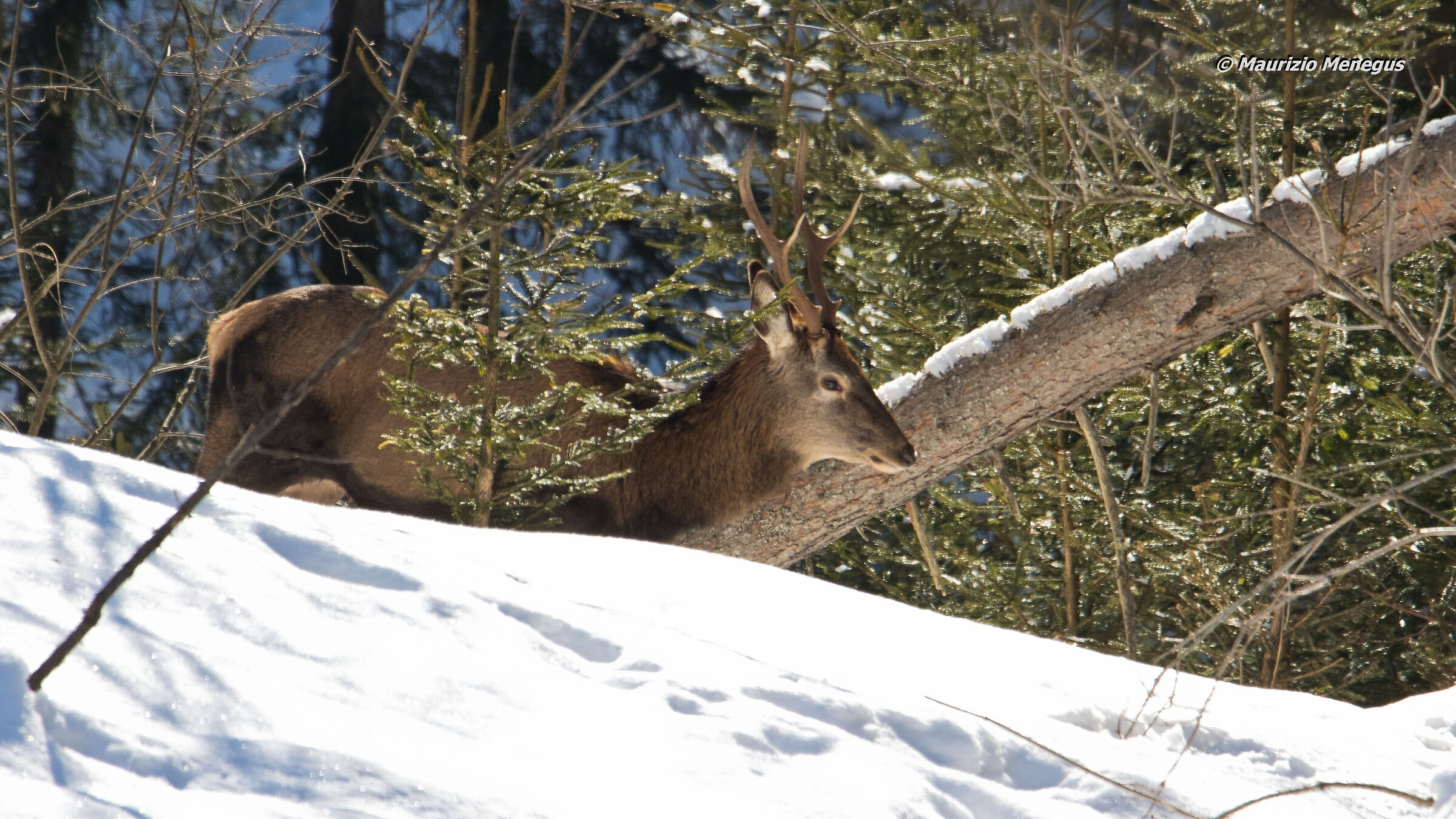 Giovane cervo maschio