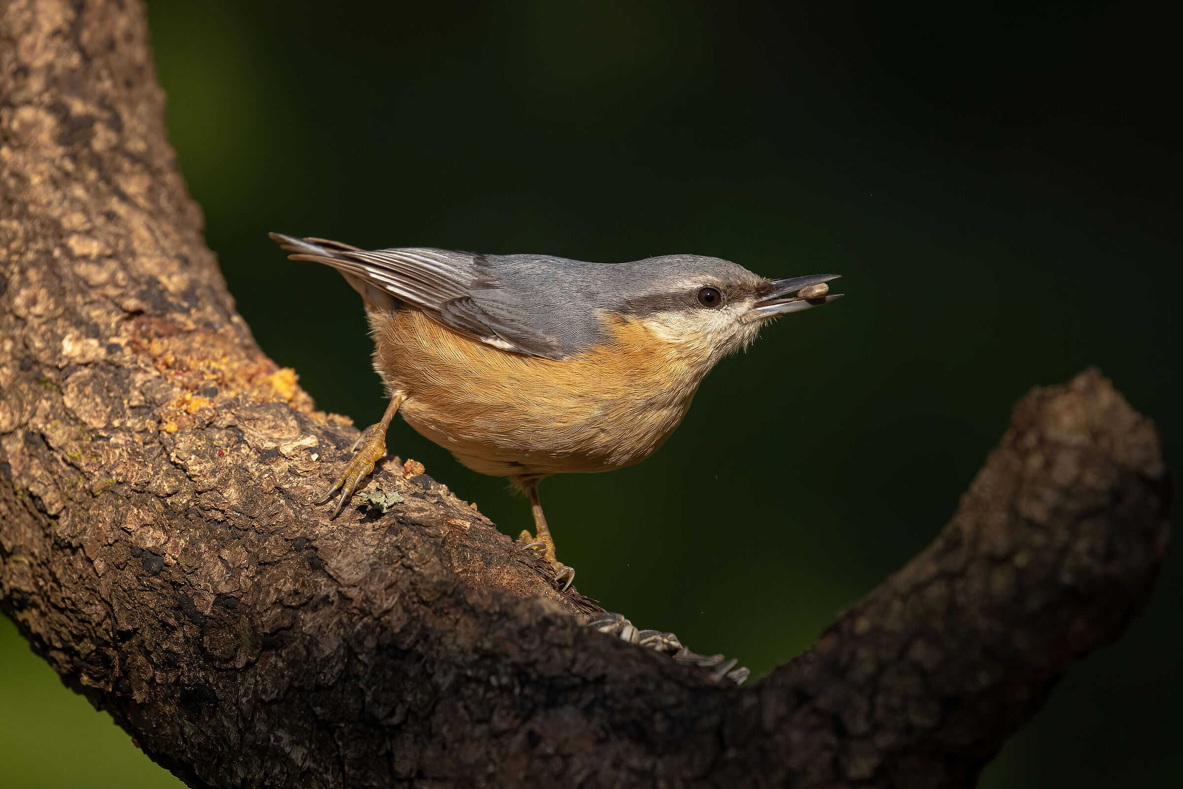 Woodpecker Mason with Sunflower Seed