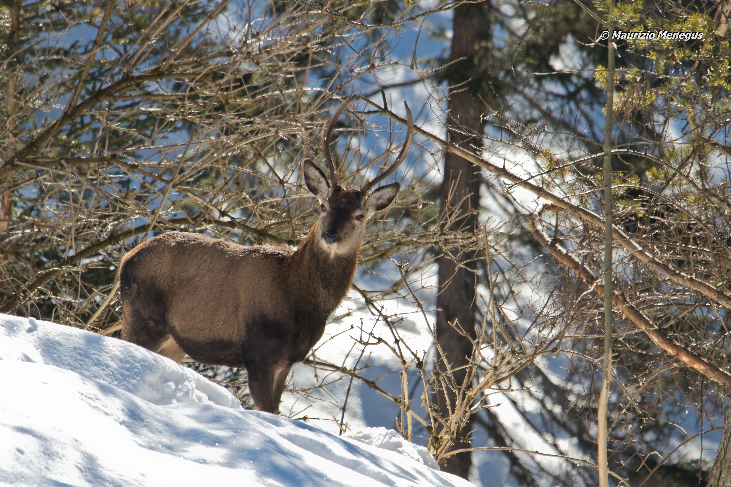 Cervo maschio di 2 anni a febbraio
