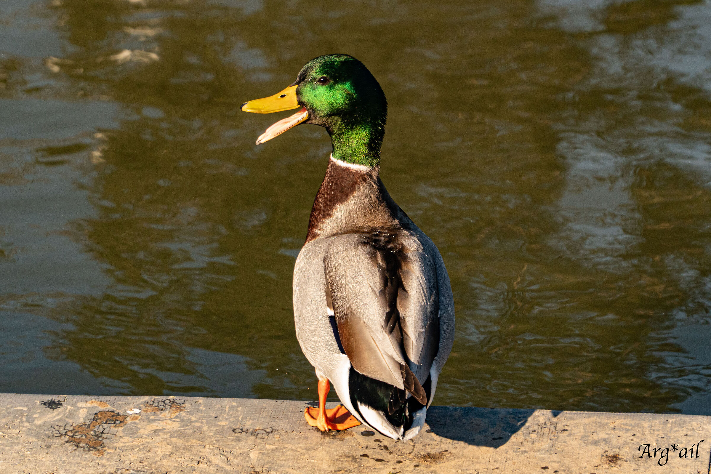 Duck