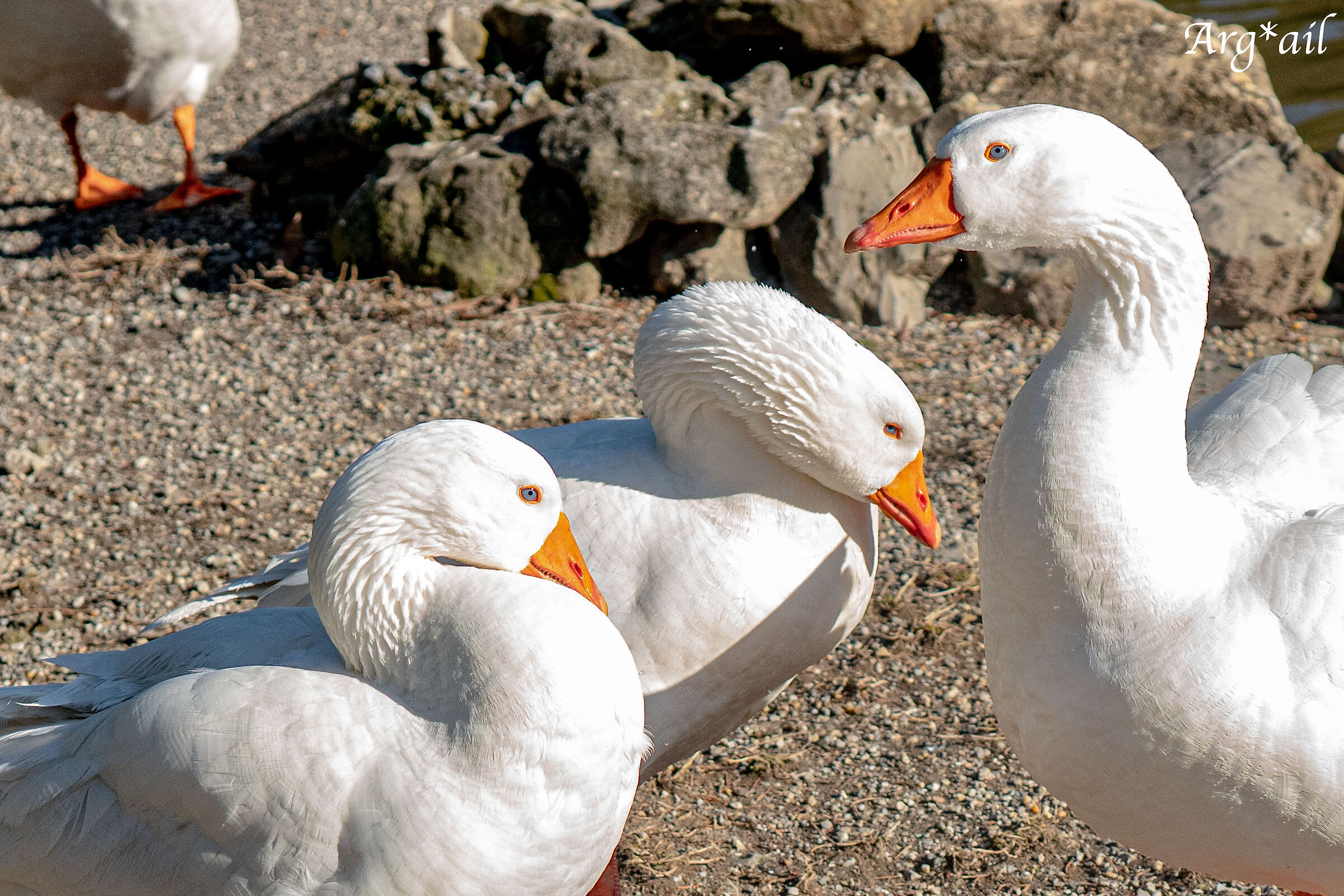 Geese