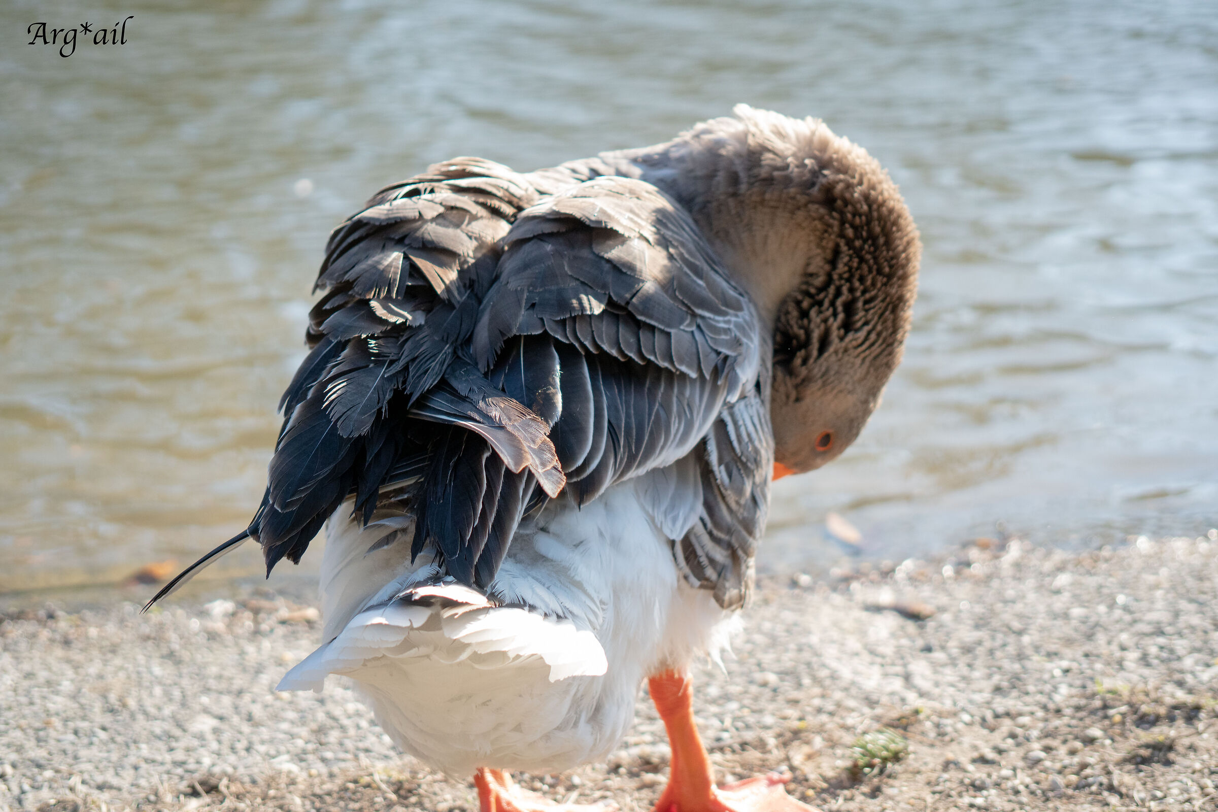 Goose