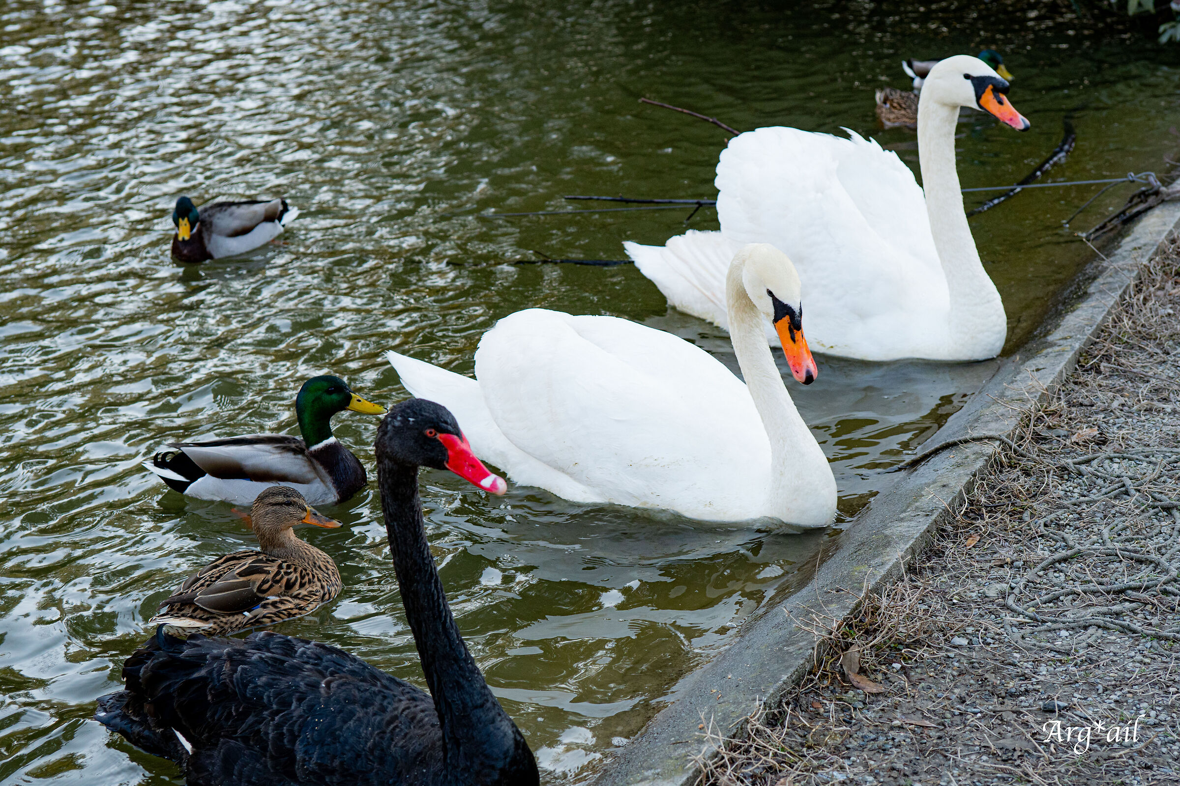 Swans