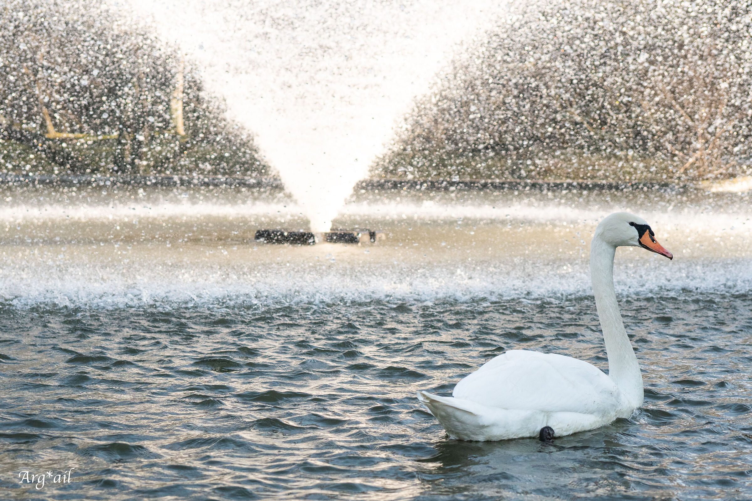 Swan and fountain