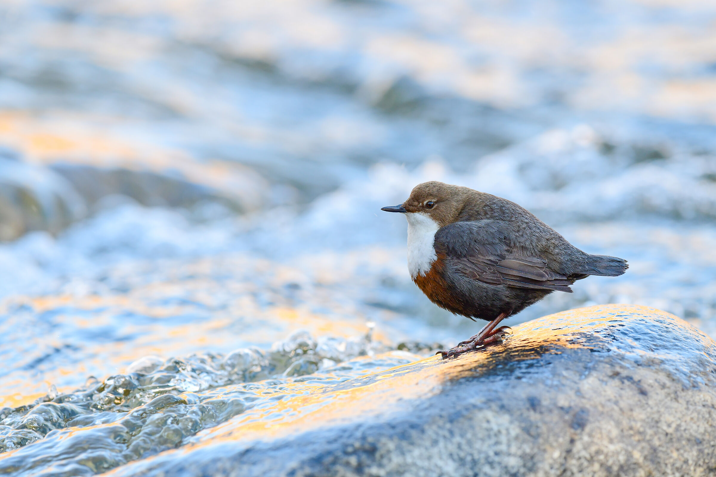 waterman's apple oil