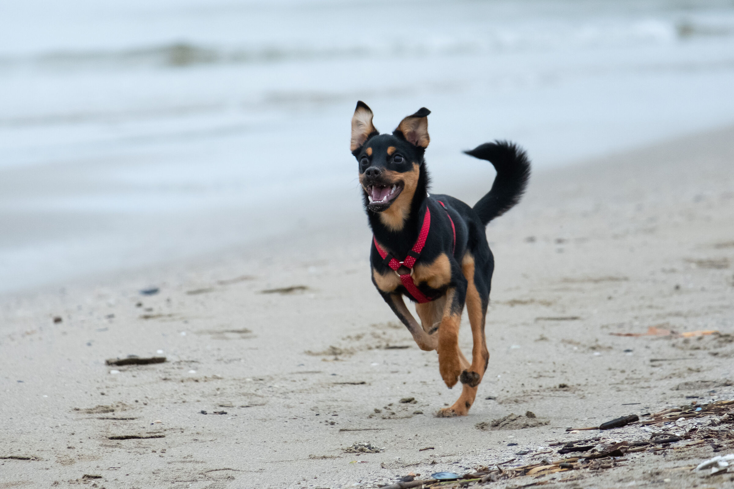 Guarda che ti prendo.....