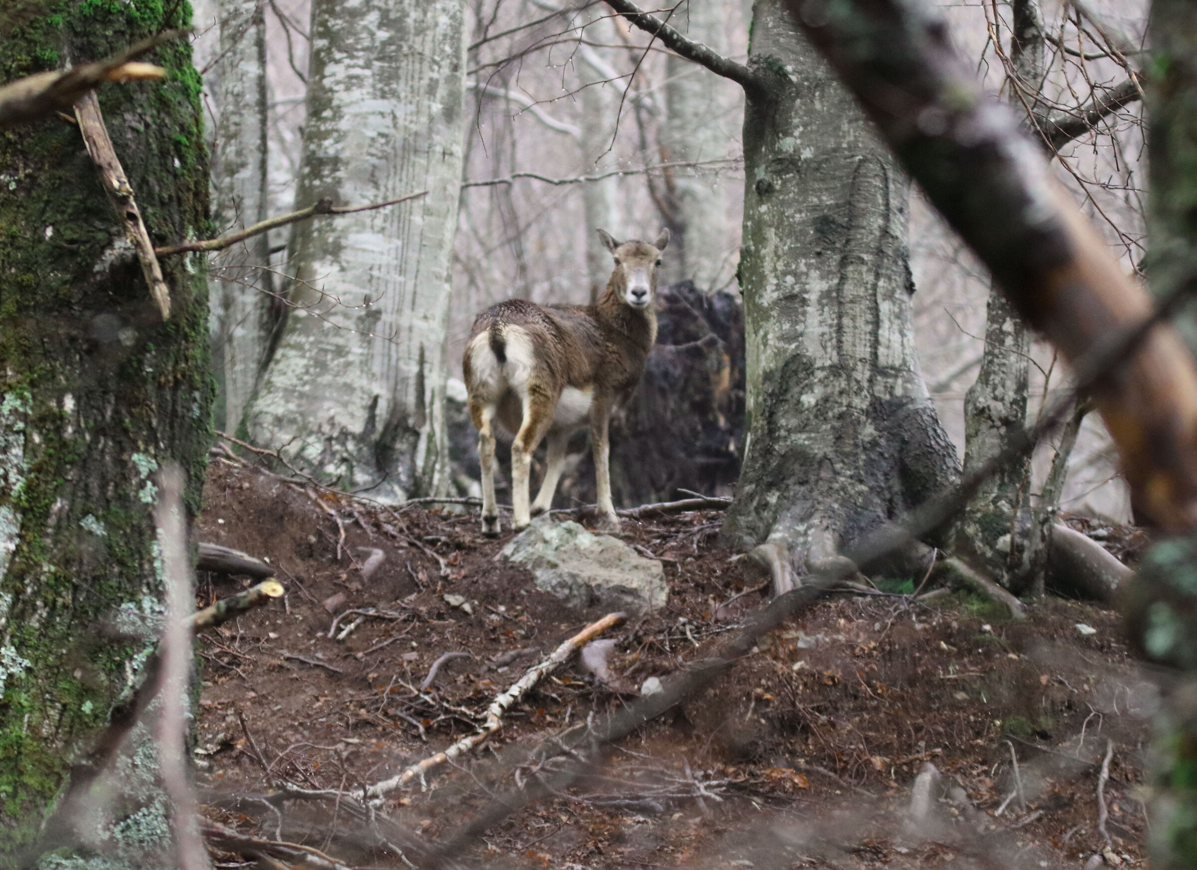 Muflone Femmina (Ovis Aries) Alpi Apuane