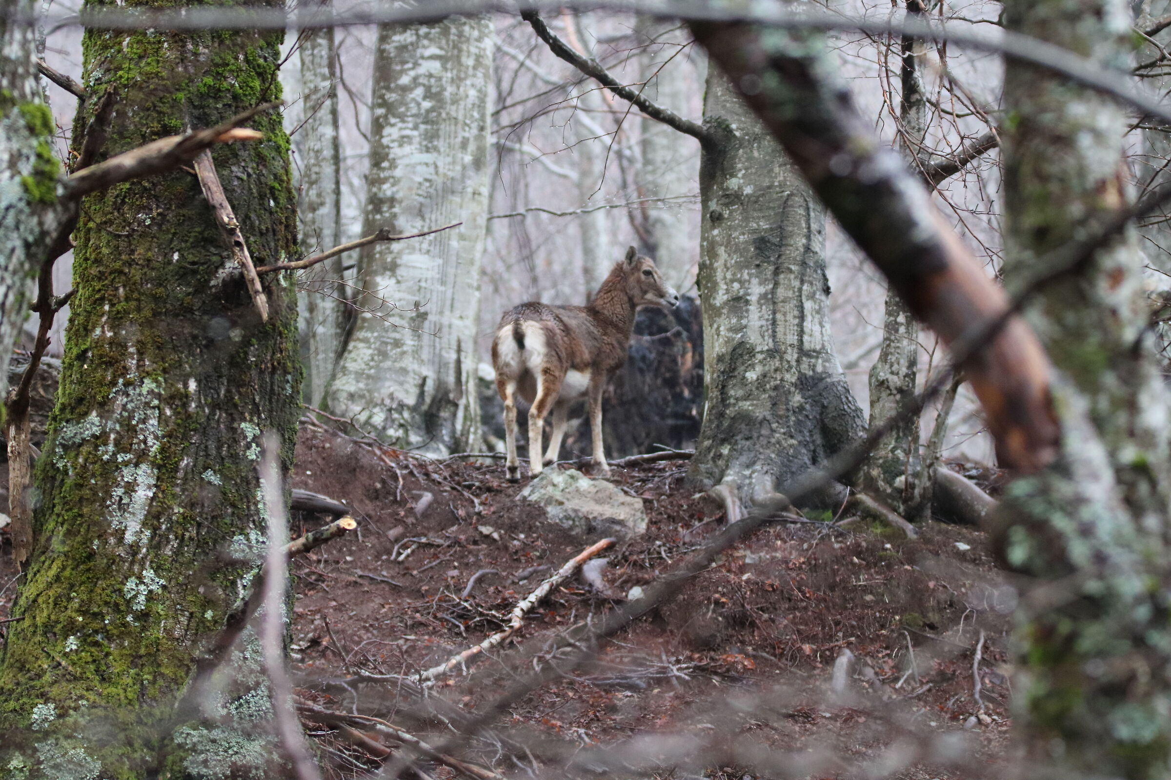 Muflone Femmina (Ovis Aries) Alpi Apuane