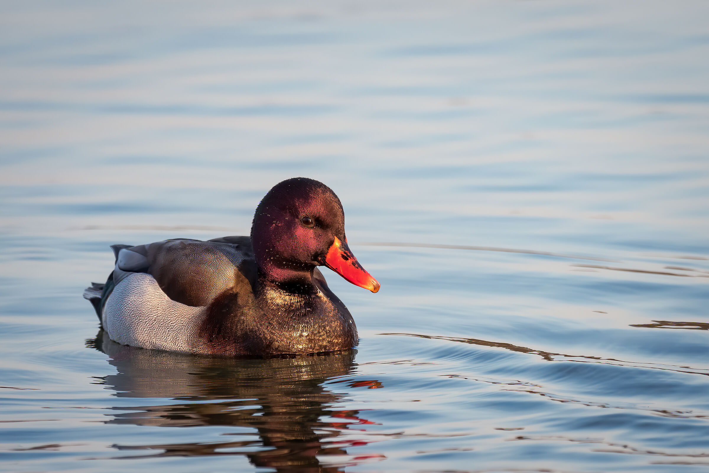 Male Fistion-Germanus hybrid