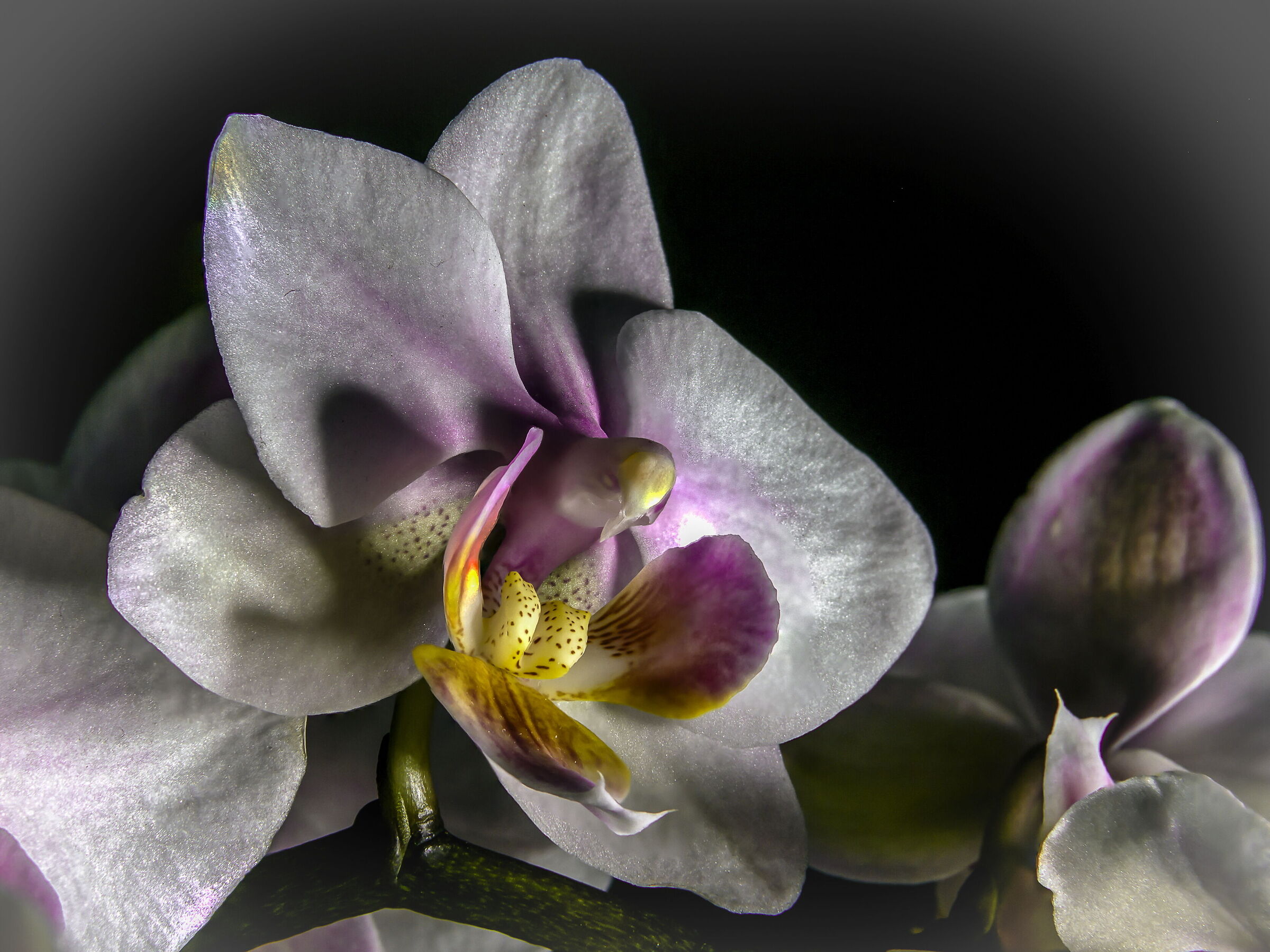 Orchid