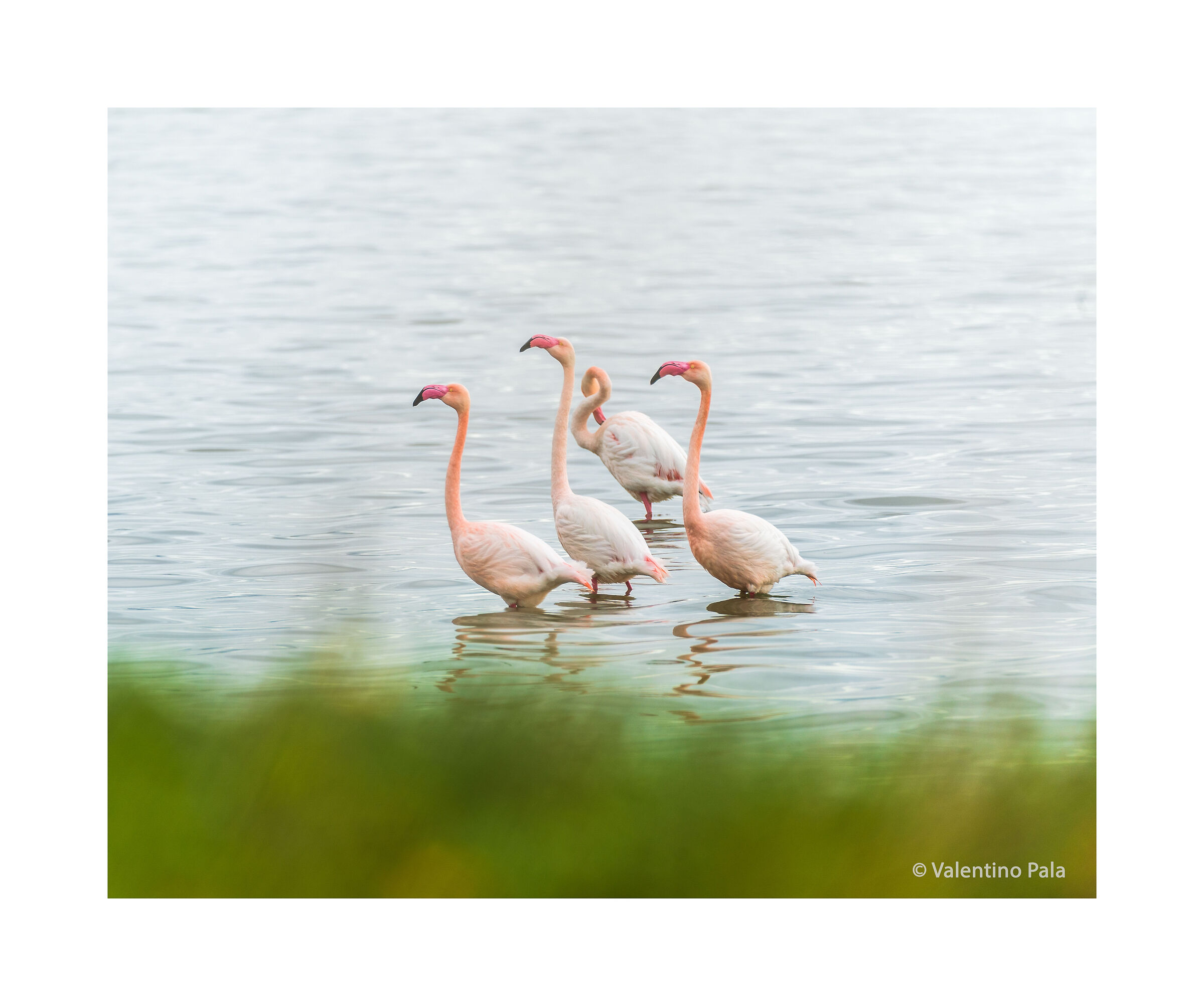 Flamingos