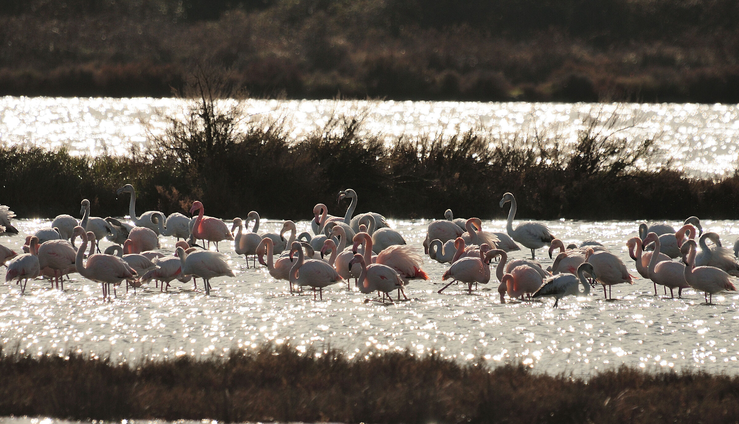 Lio Piccolo (Laguna di Venezia)