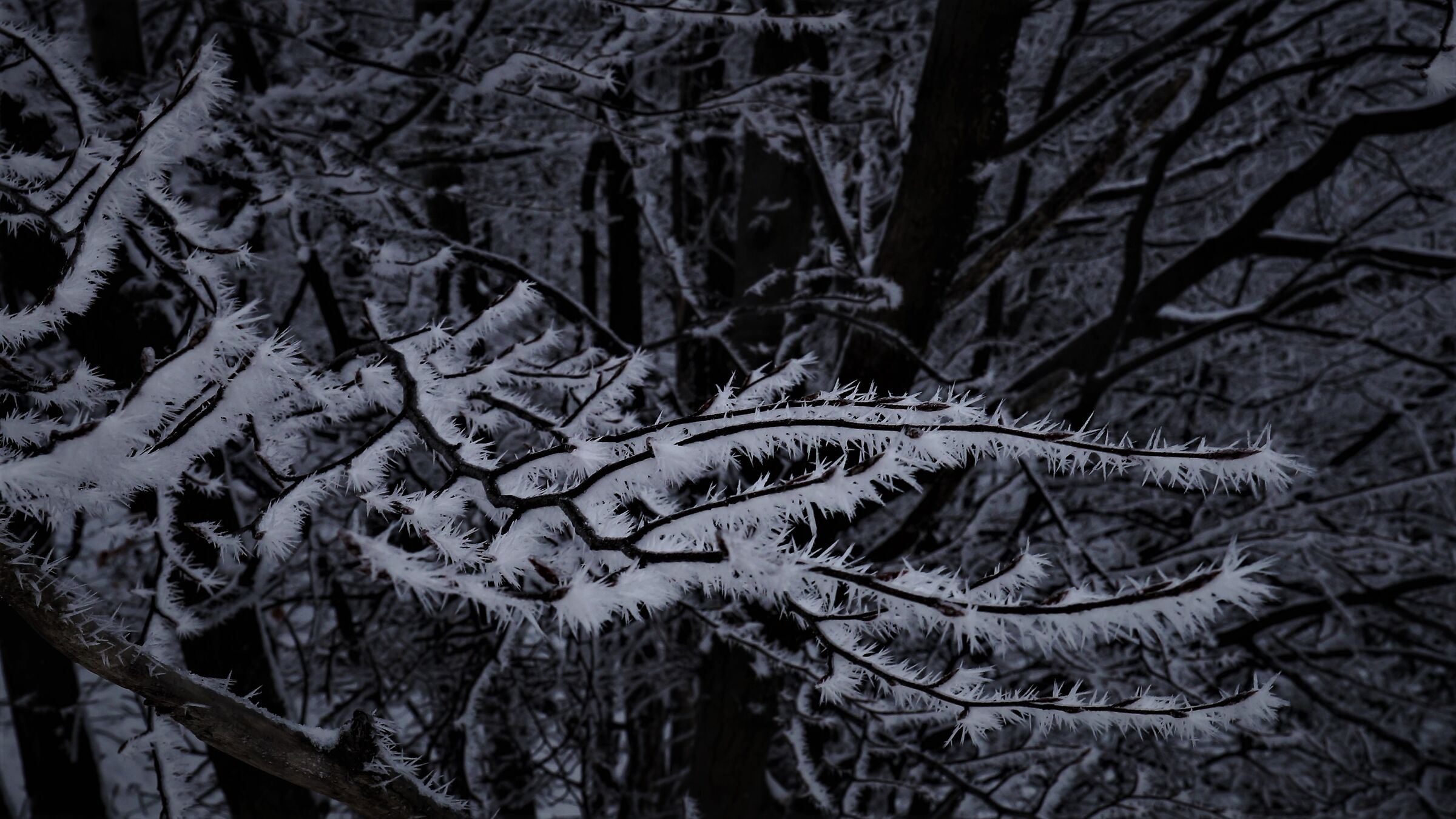 galaverna mugniva - Wikipedia