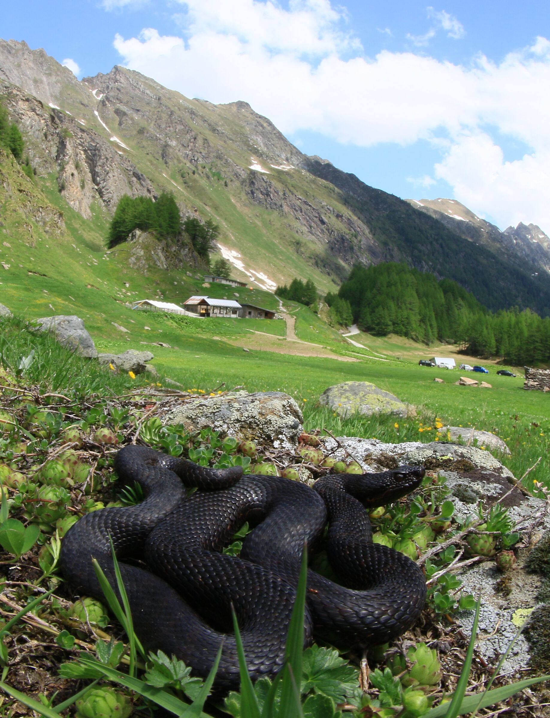 Vipera aspis aspis ex atra, maschio