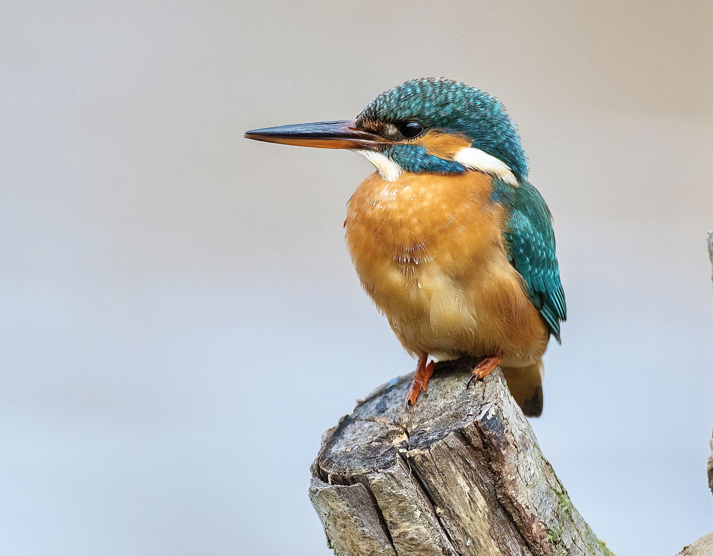 Kingfisher
