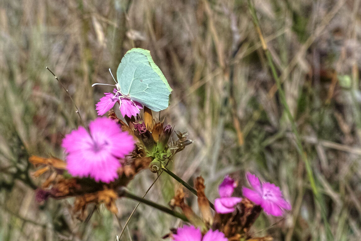 Farfalla all'inizio o al termine del ciclo vitale?