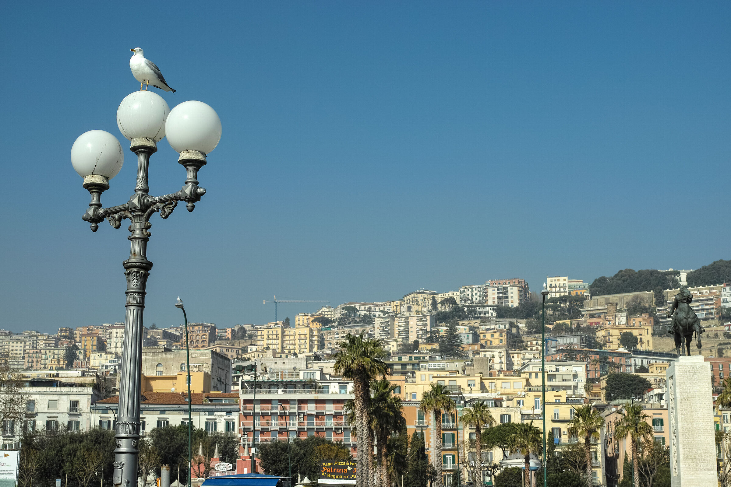 Gabbiano con gli stessi colori del lampione... Rotonda