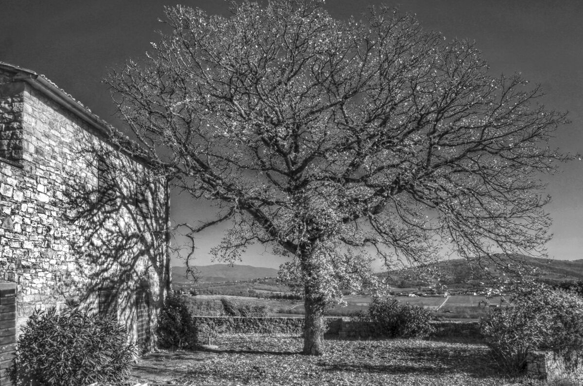 The Tree. Val d'Ambra, Tuscany.
