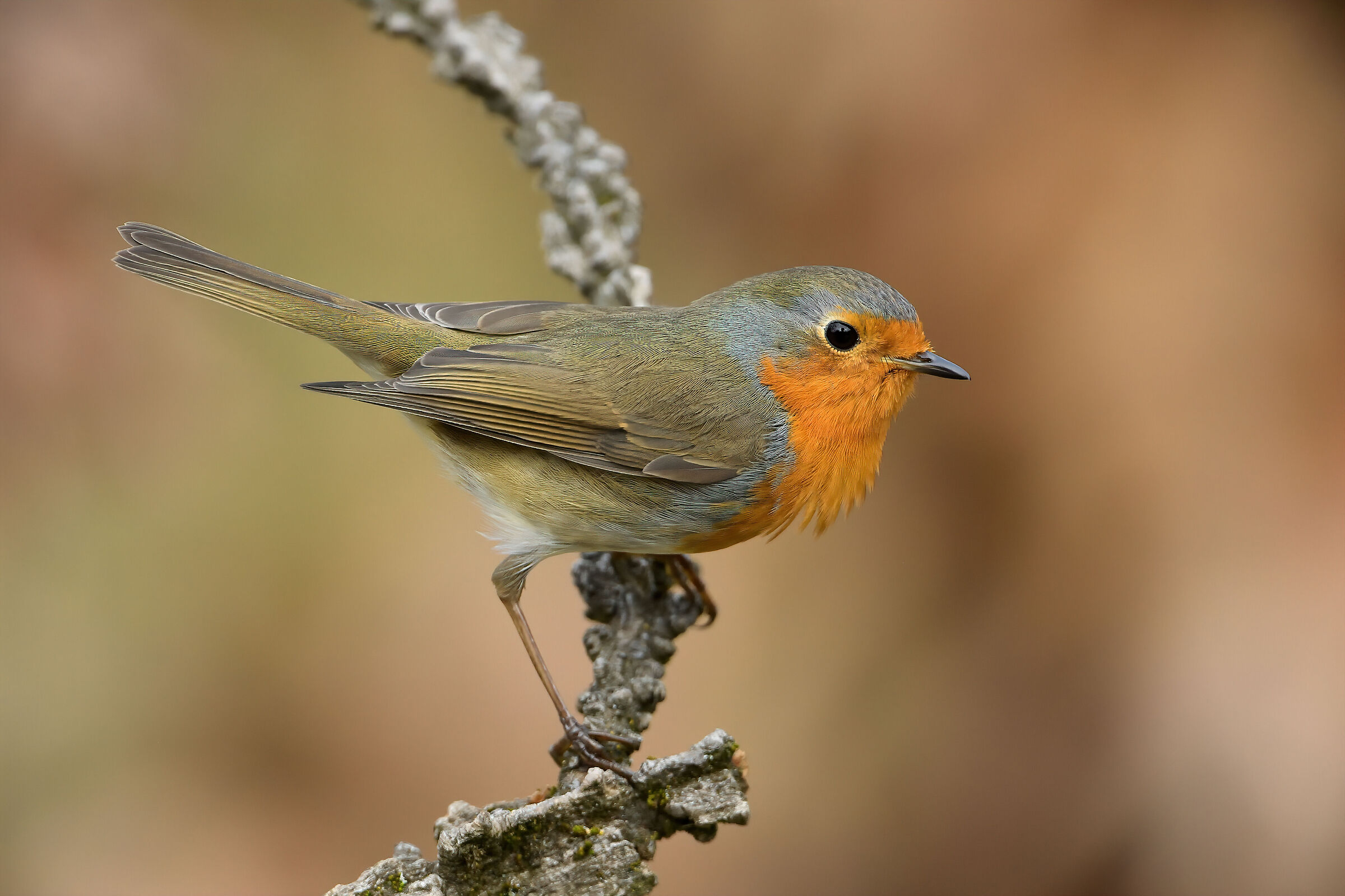 Robin
