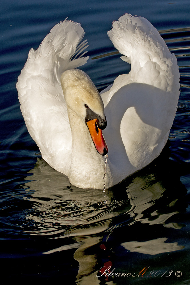 Swan