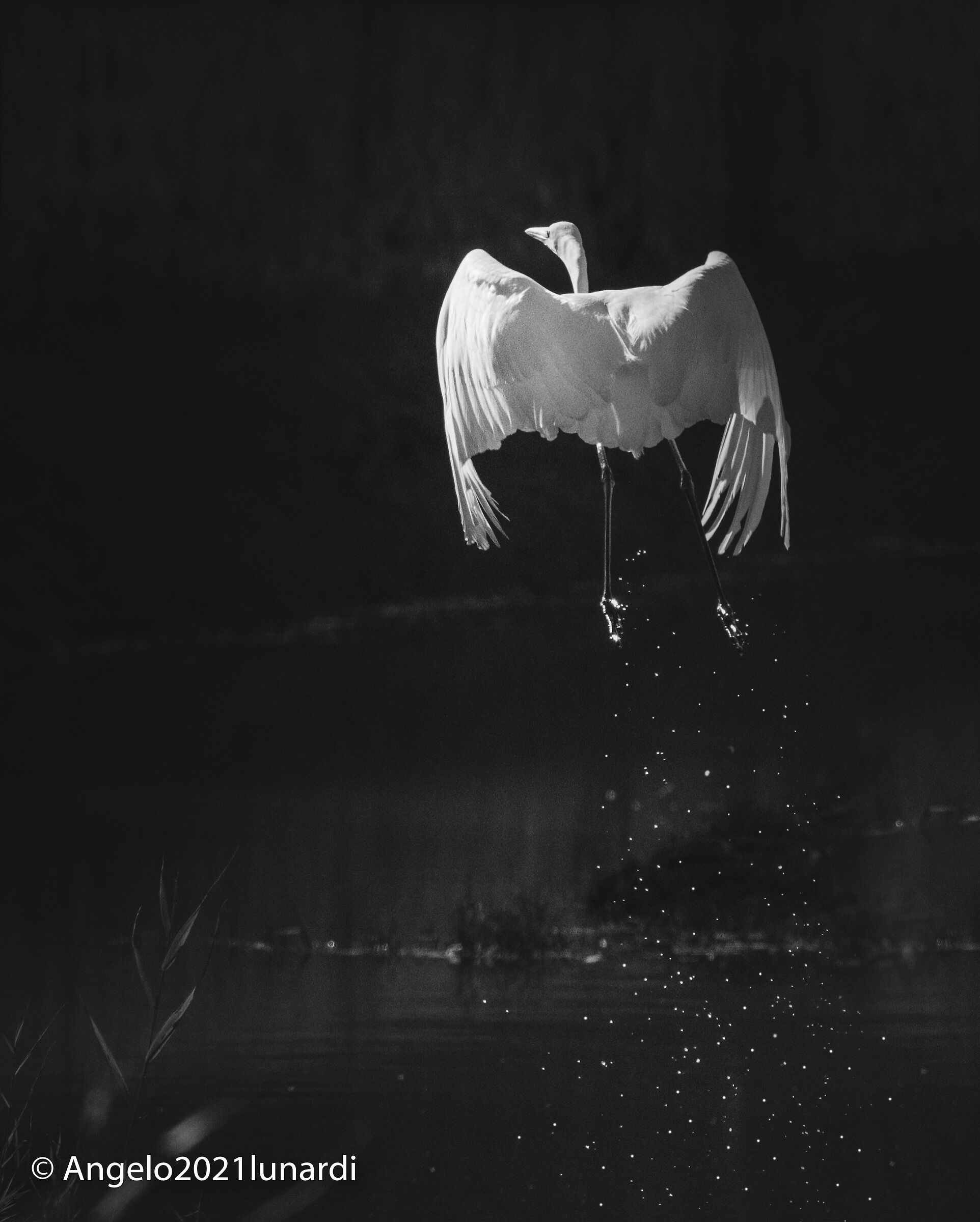 Airone Bianco maggiore