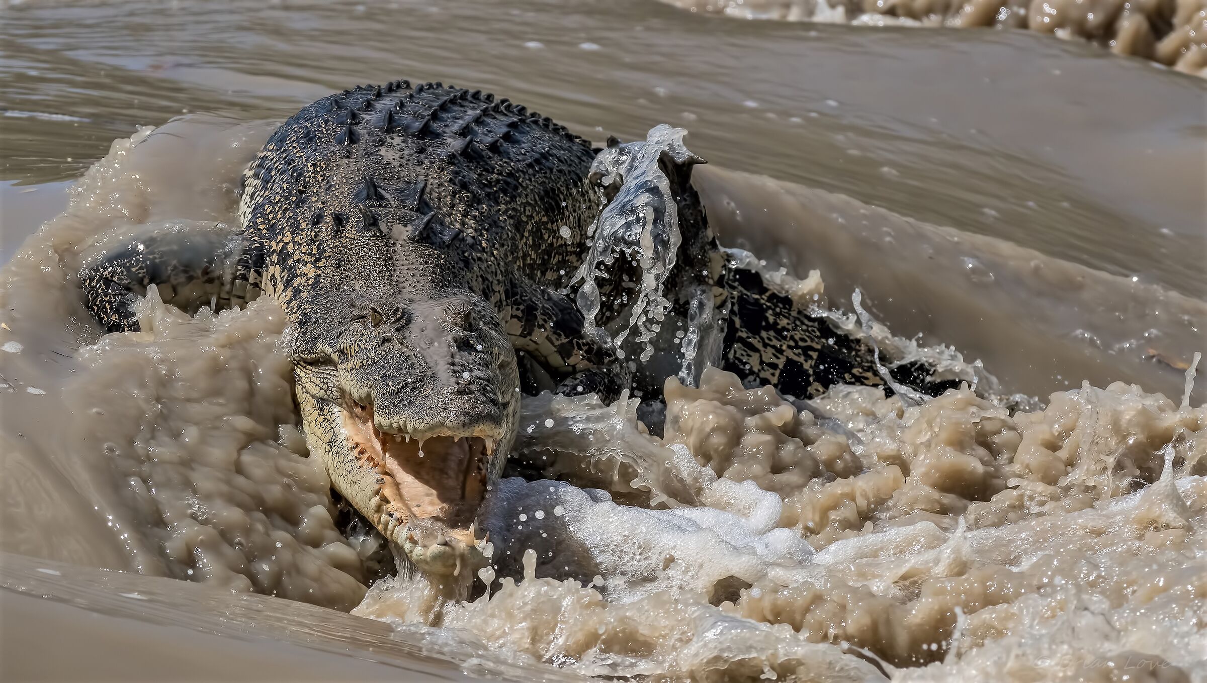 Dinosauro australiano