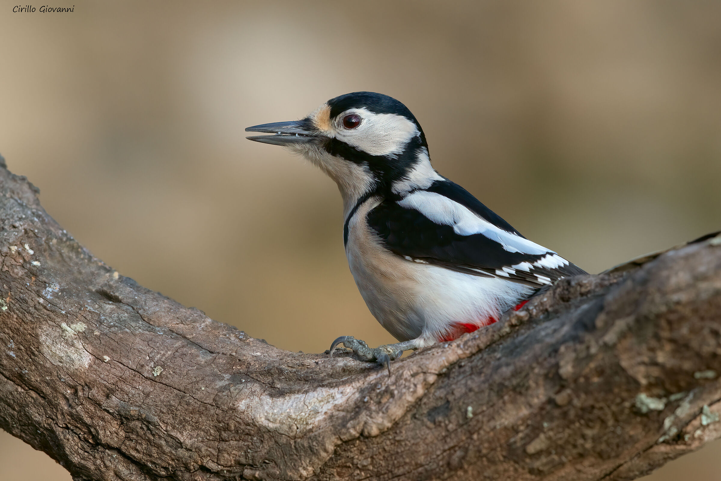 picchio rosso maggiore