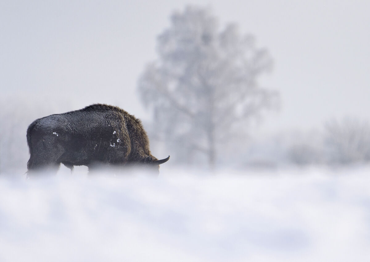 Bisonte europeo invernale