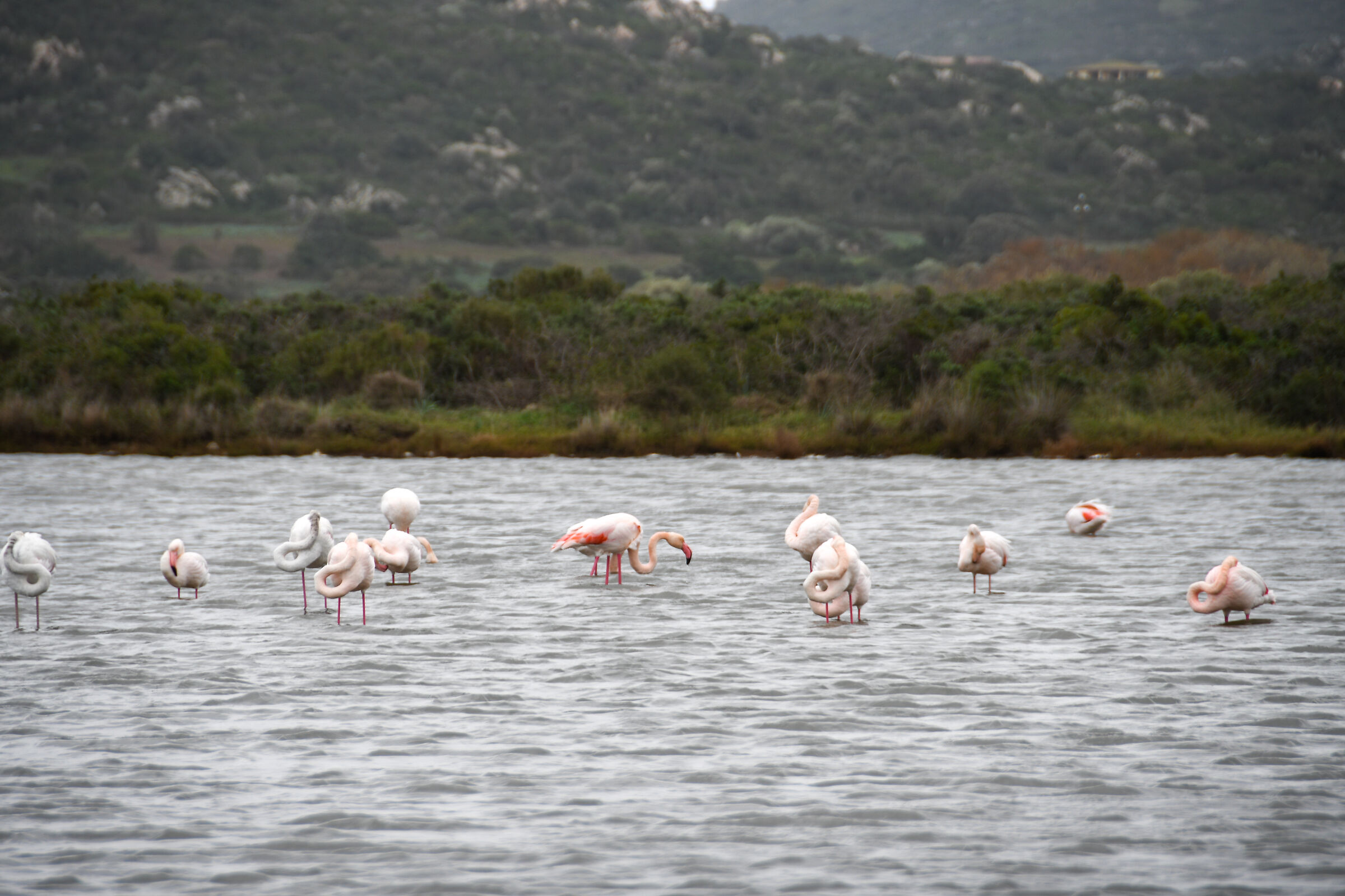 Fenicotteri rosa