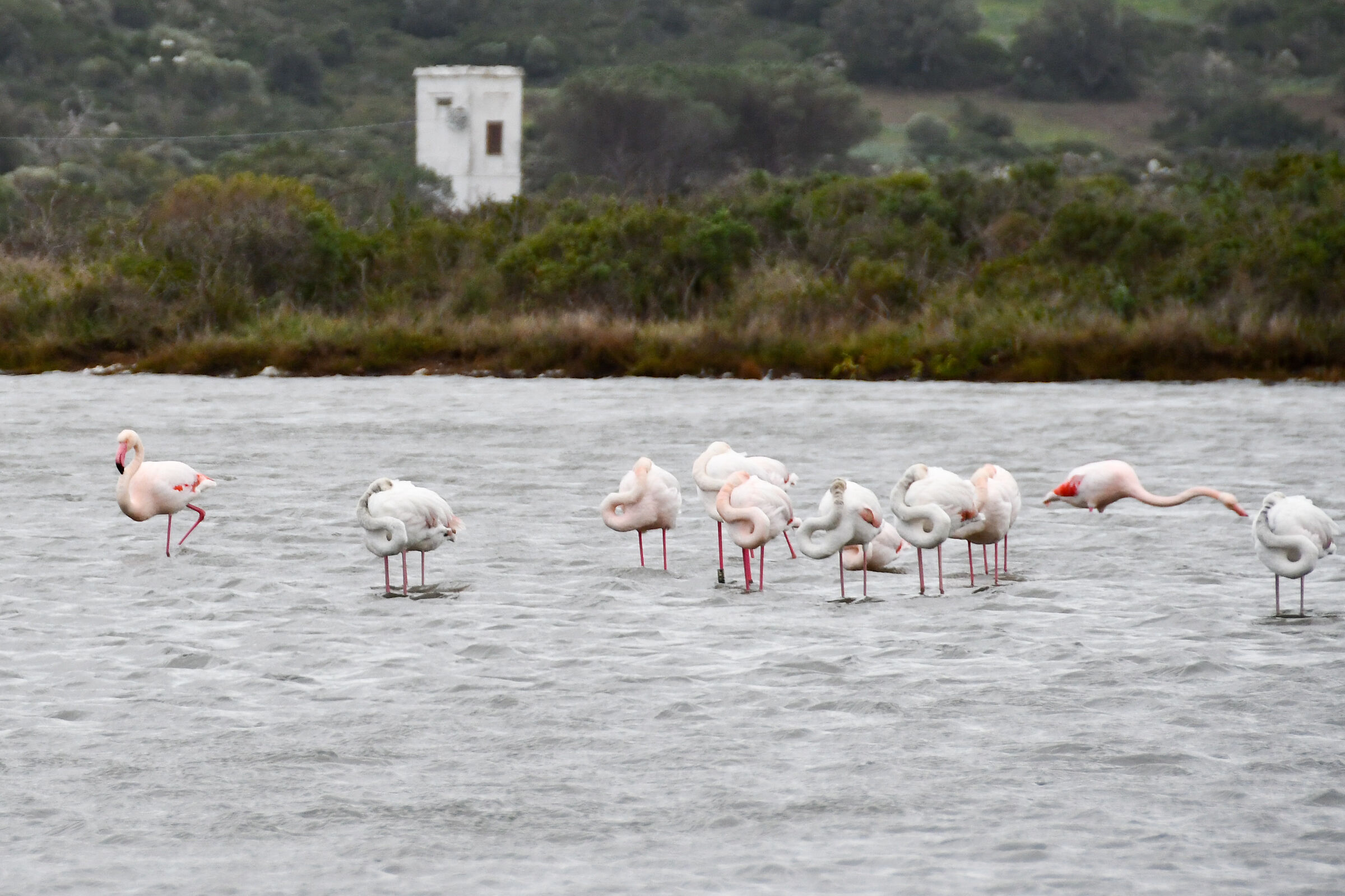Fenicotteri rosa