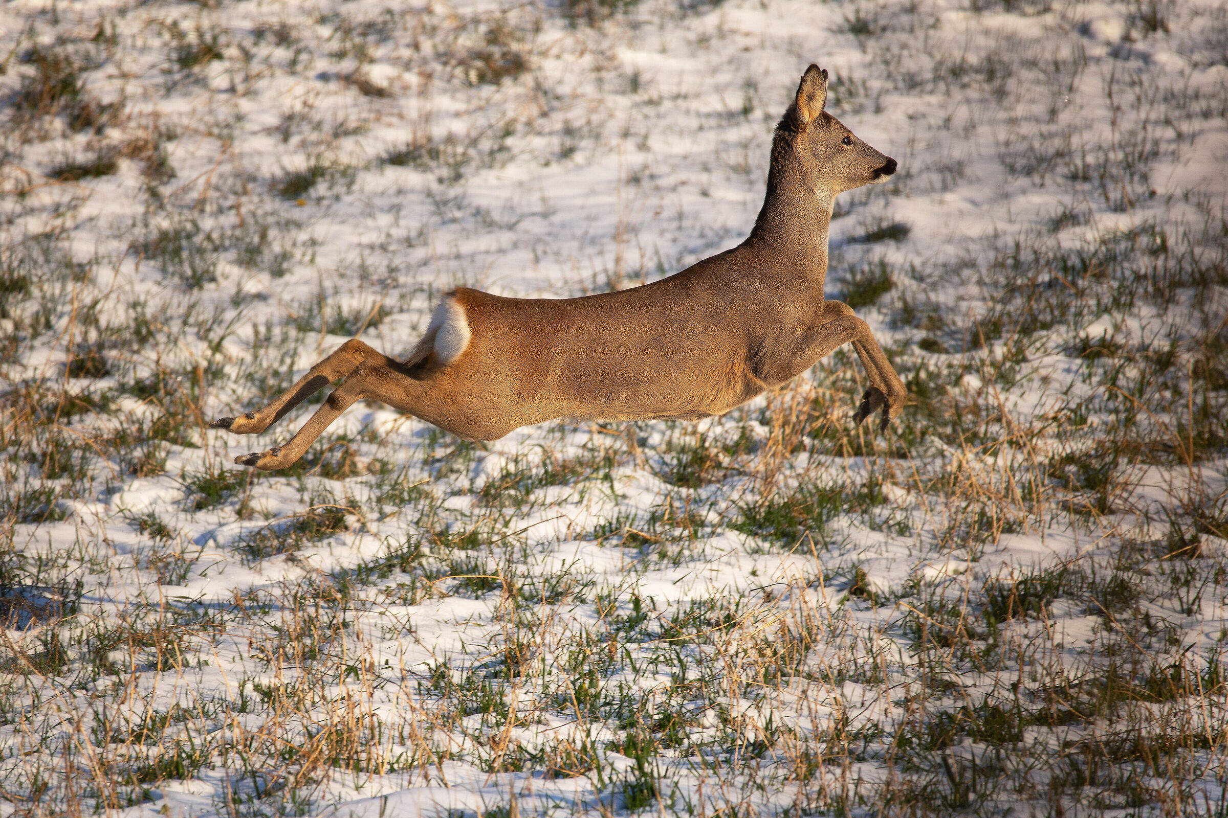 Capriolo