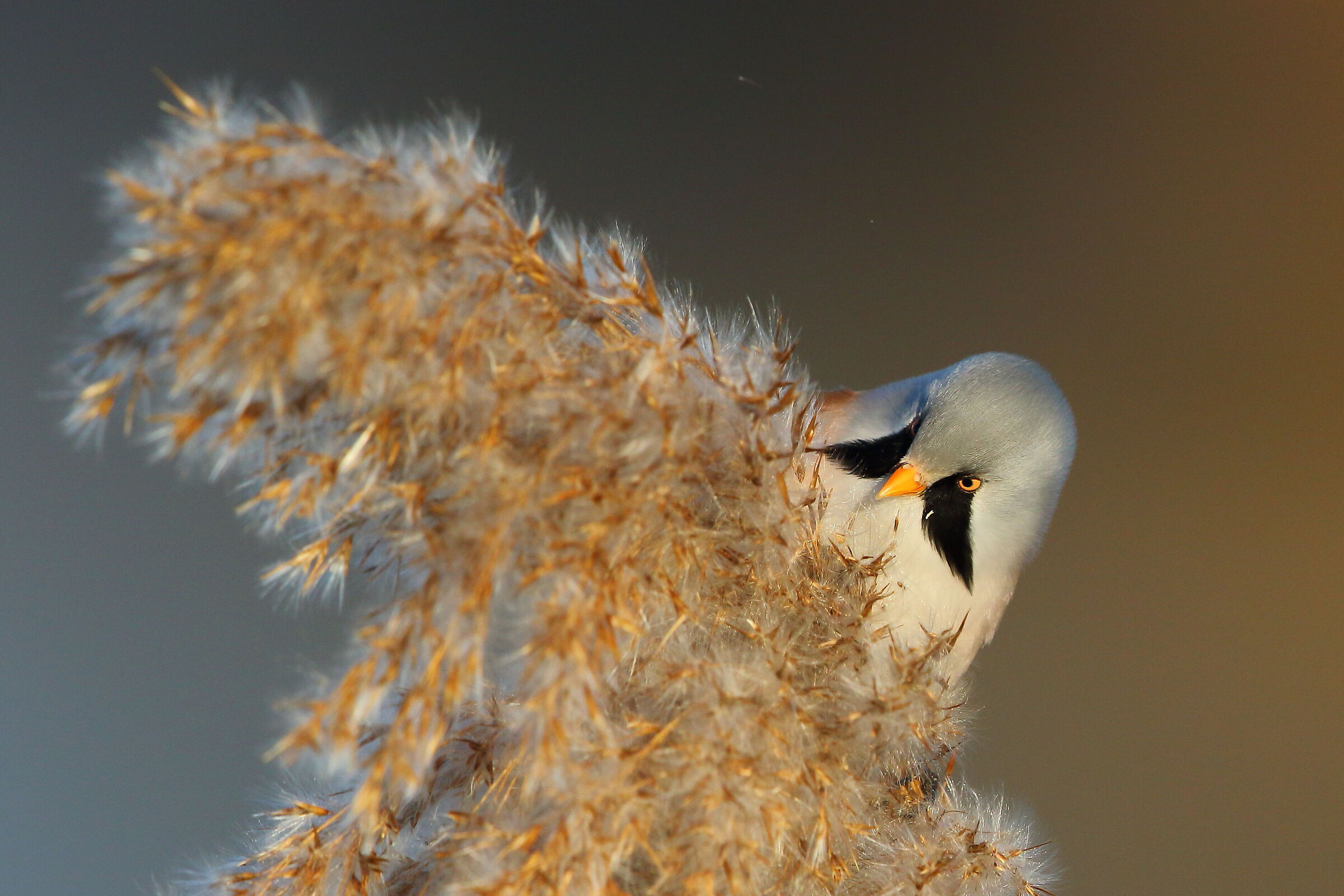 Basettino - Wikipedia