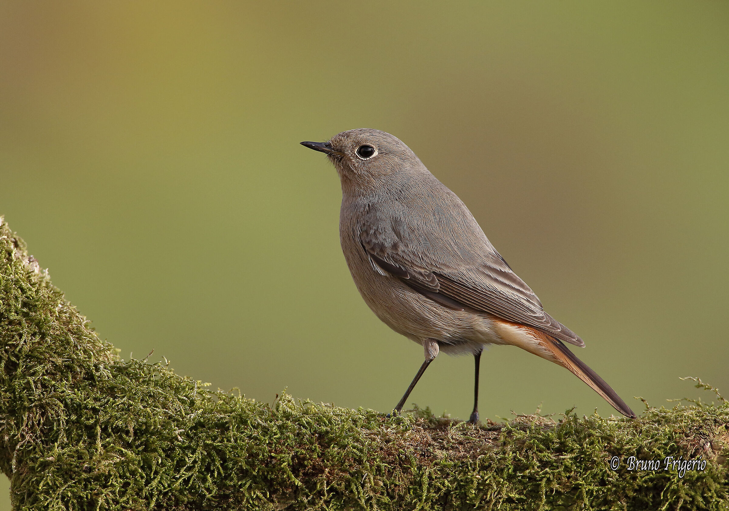 codirosso spazzacamino femmina