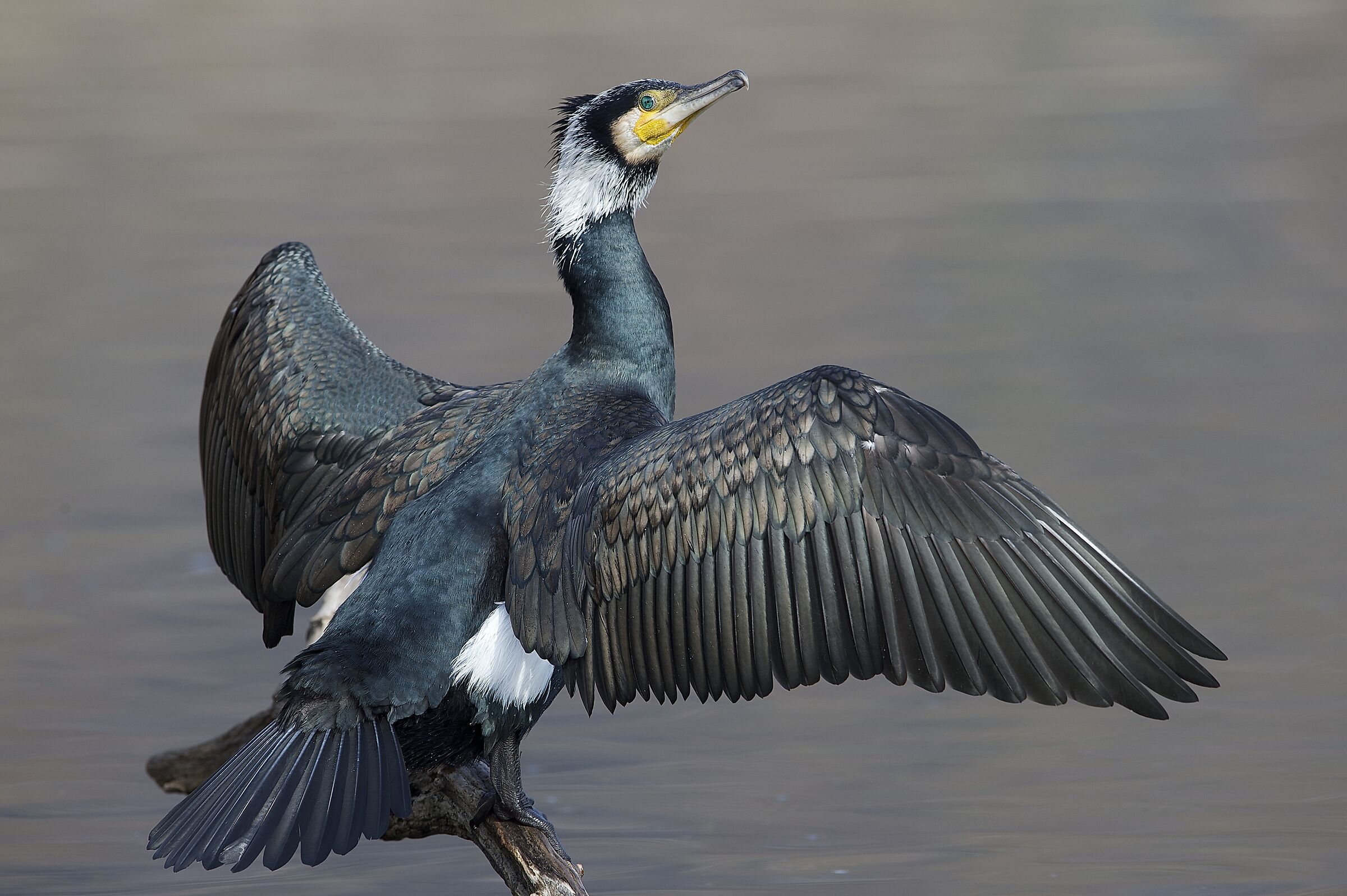 cormorano