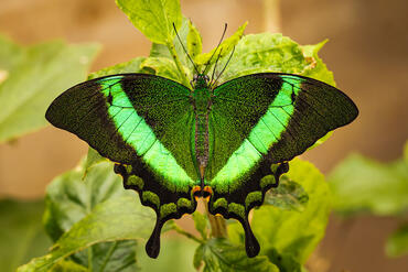 Papilio crino