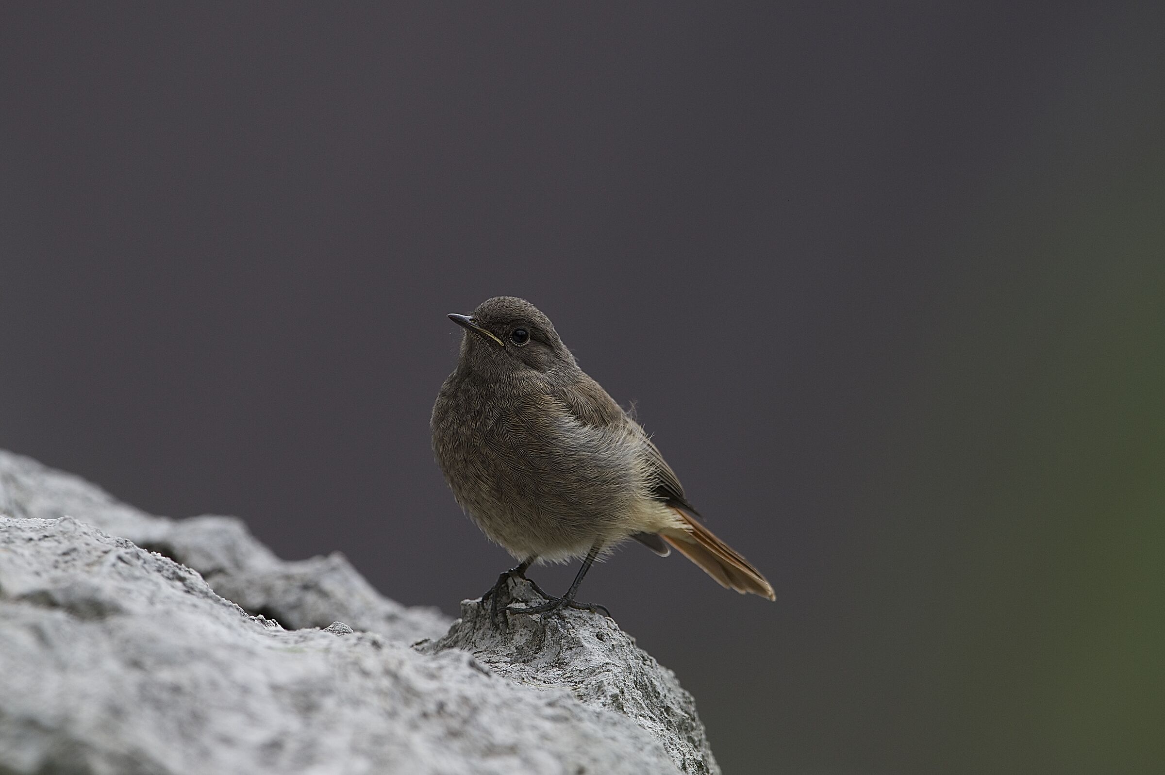 codirosso spazzacamino