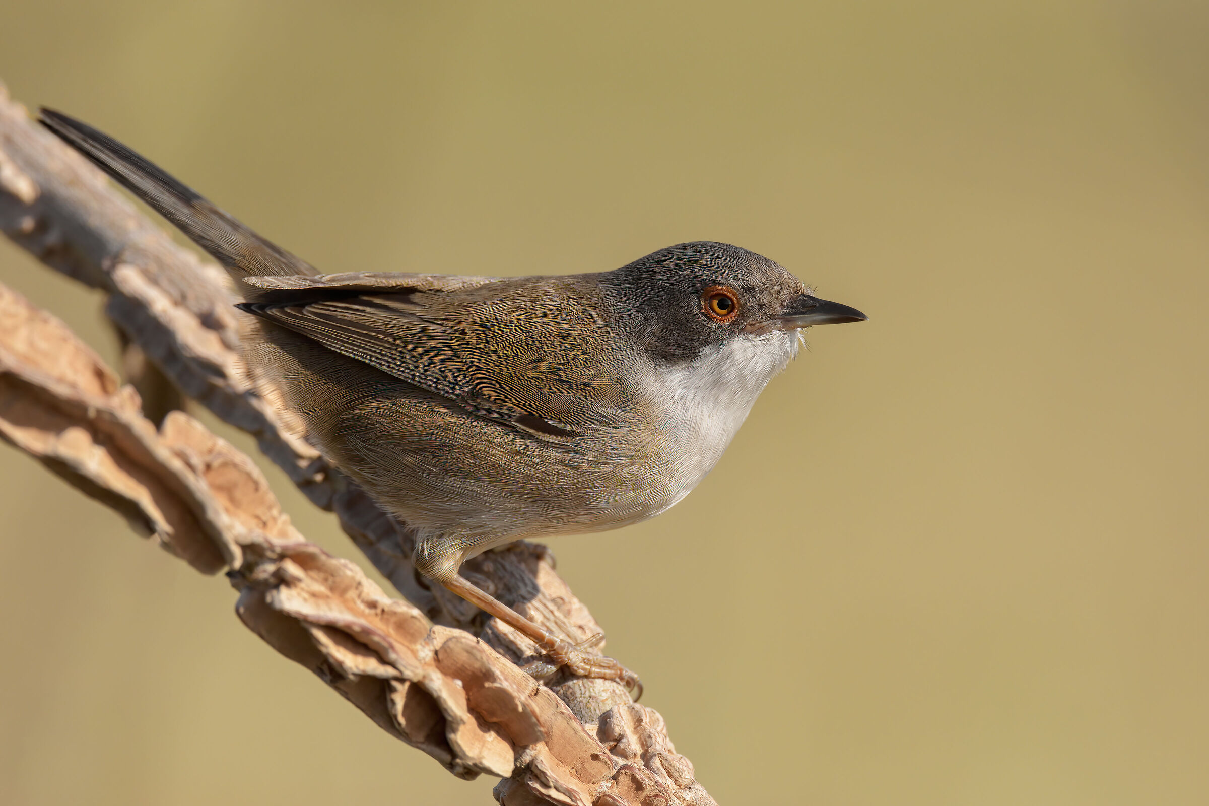 Occhiocotto (Sylvia melanocephala)